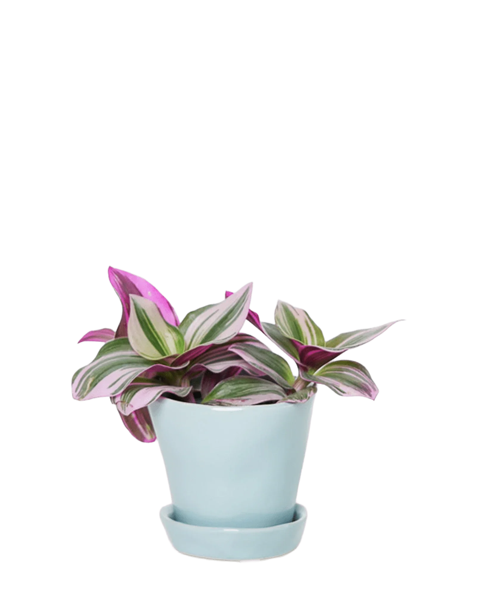Tika Pot & Saucer | 3 inch - Image 47