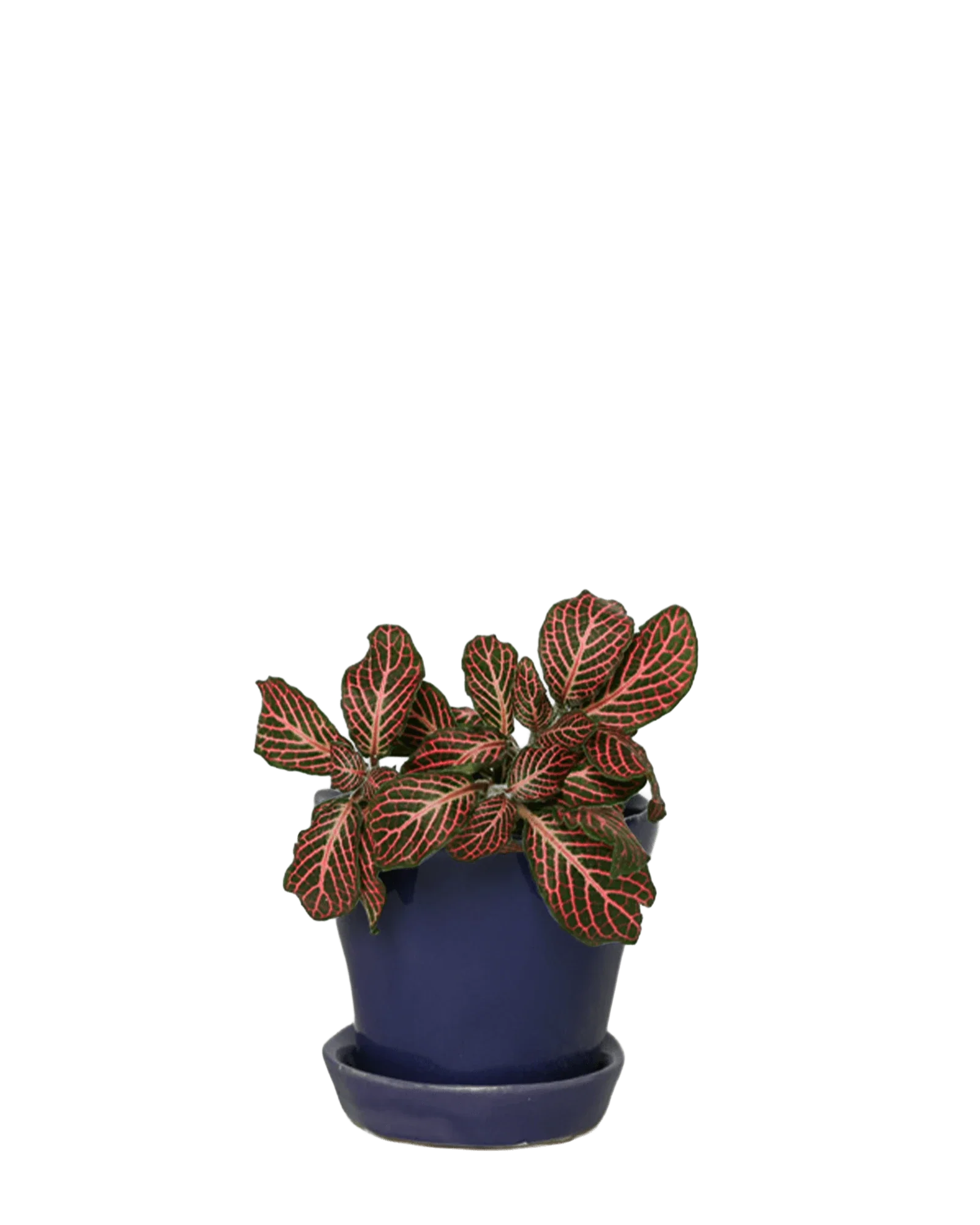 Tika Pot & Saucer | 3 inch - Image 7