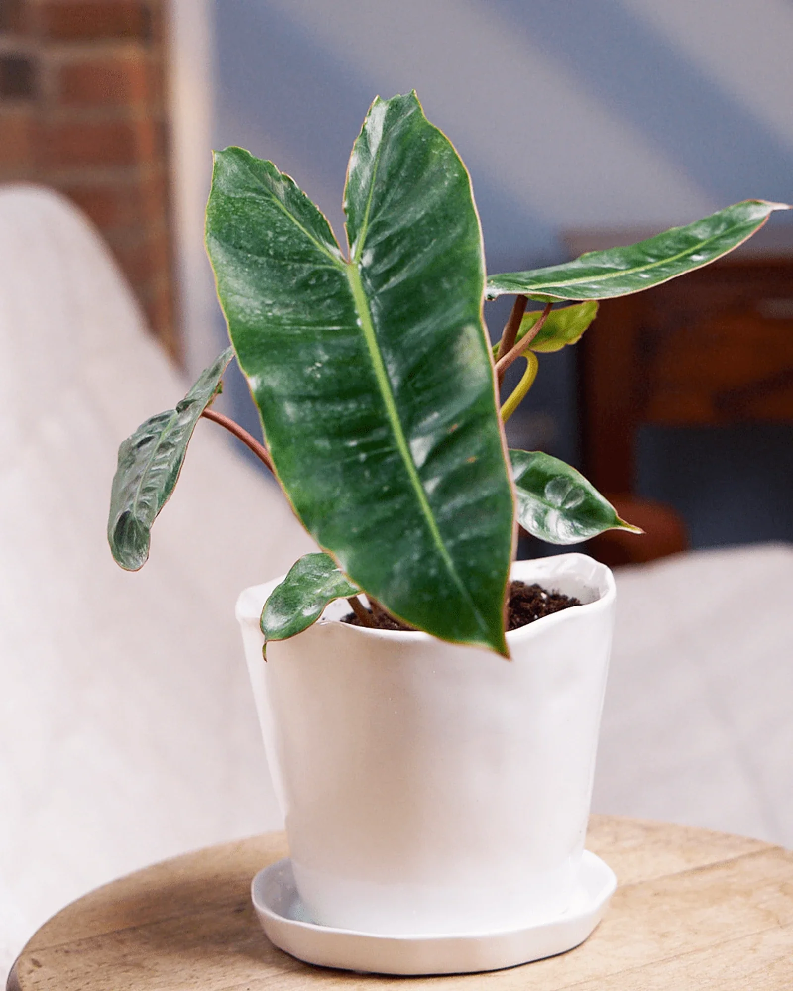Tika Pot & Saucer | 5 inch - Image 2