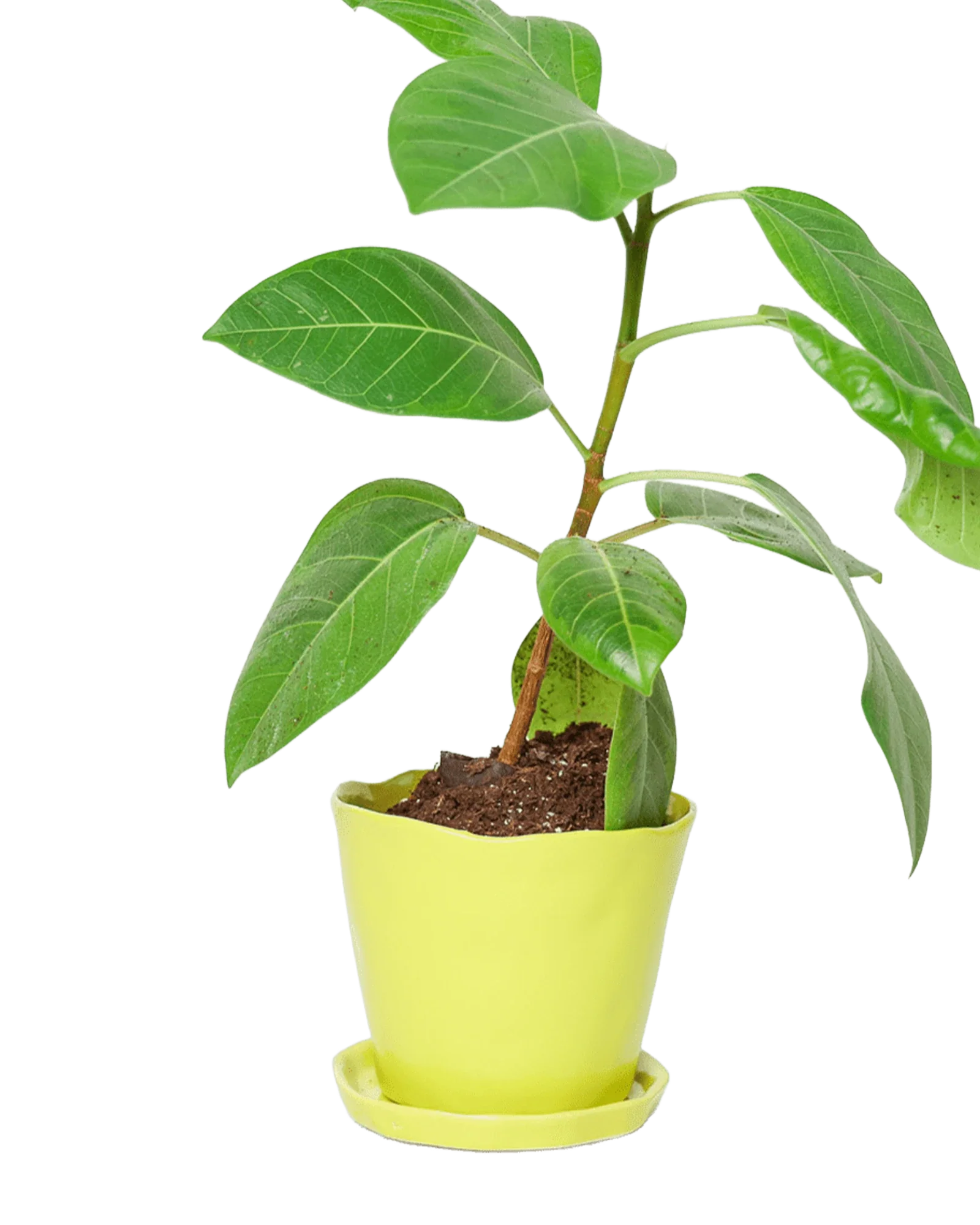 Tika Pot & Saucer | 5 inch - Image 21