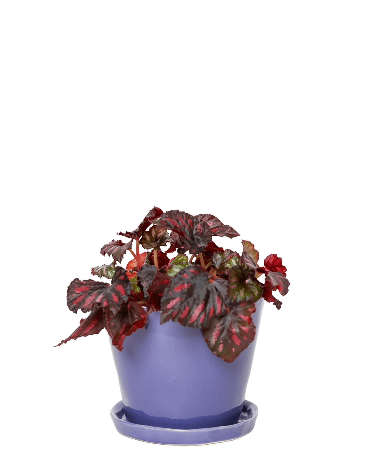 Tika Pot & Saucer | 5 inch - Image 24
