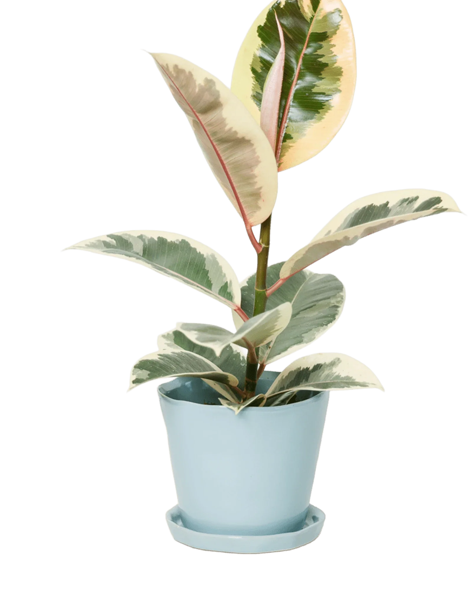 Tika Pot & Saucer | 5 inch - Image 9