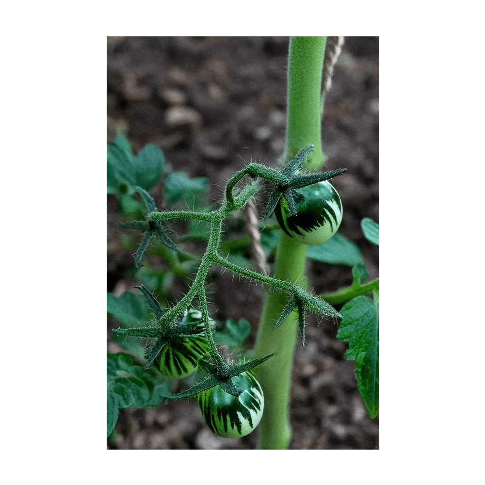 Tomato Green Zebra Vegetable Seeds Packet - Image 3