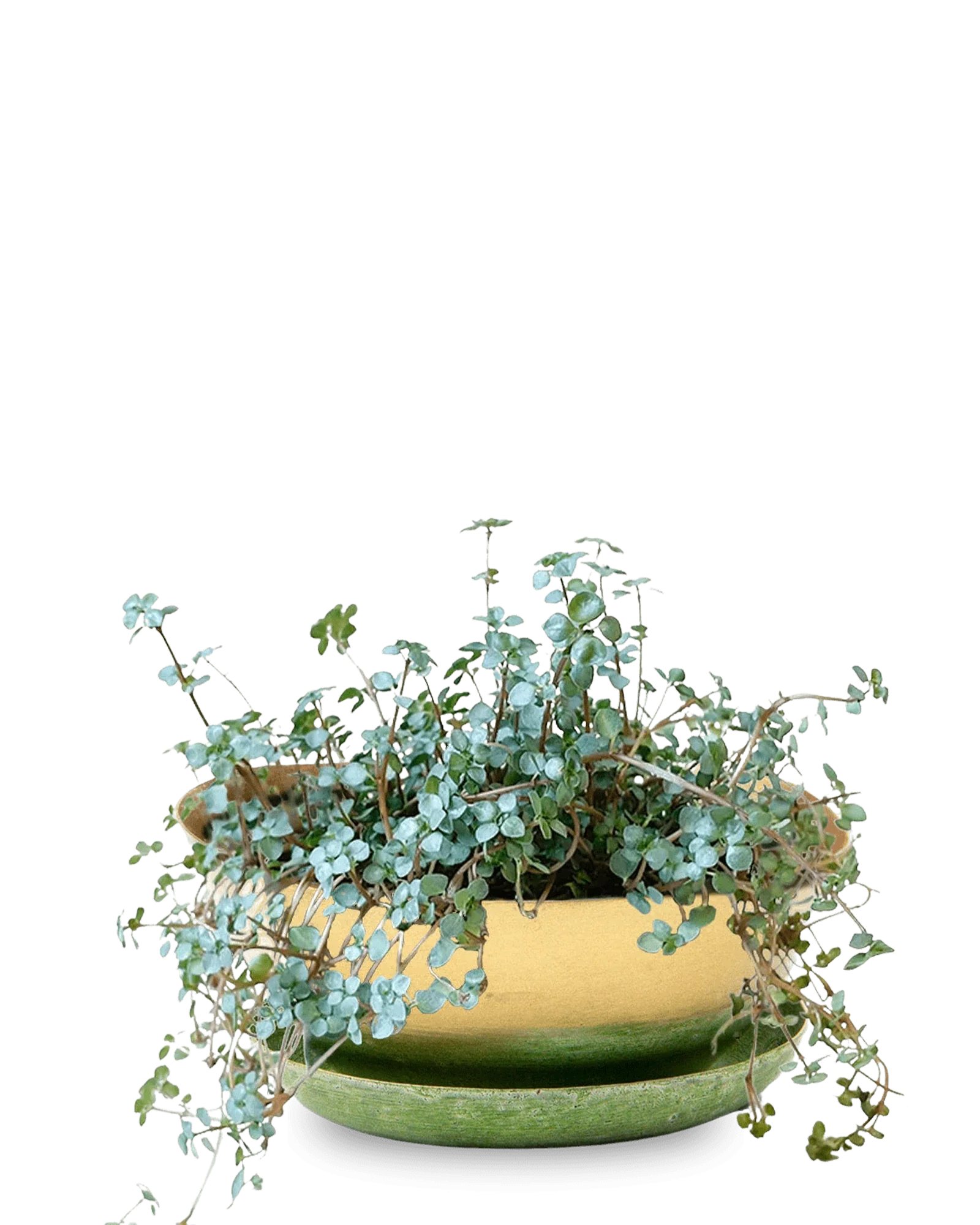 Topper Metal Succulent Dish - Image 6