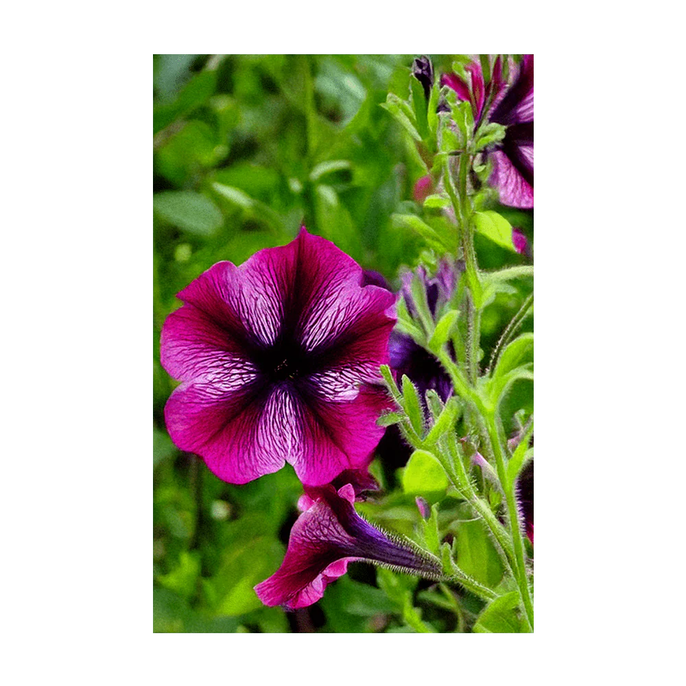 Trailing Petunia Flower Seeds Packet - Image 3