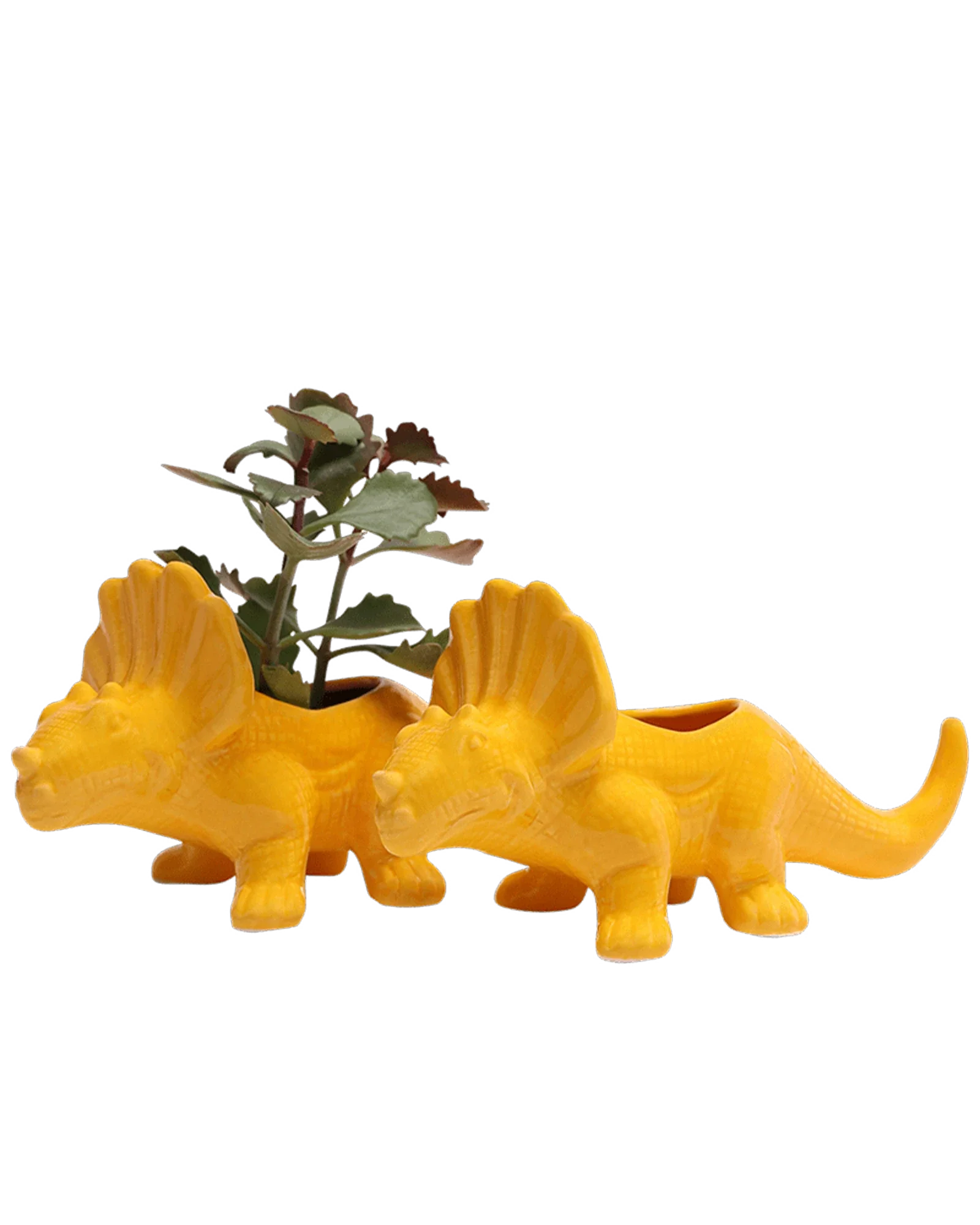 Triceratops Ceramic Indoor Plant Pot for Succulents - Image 13