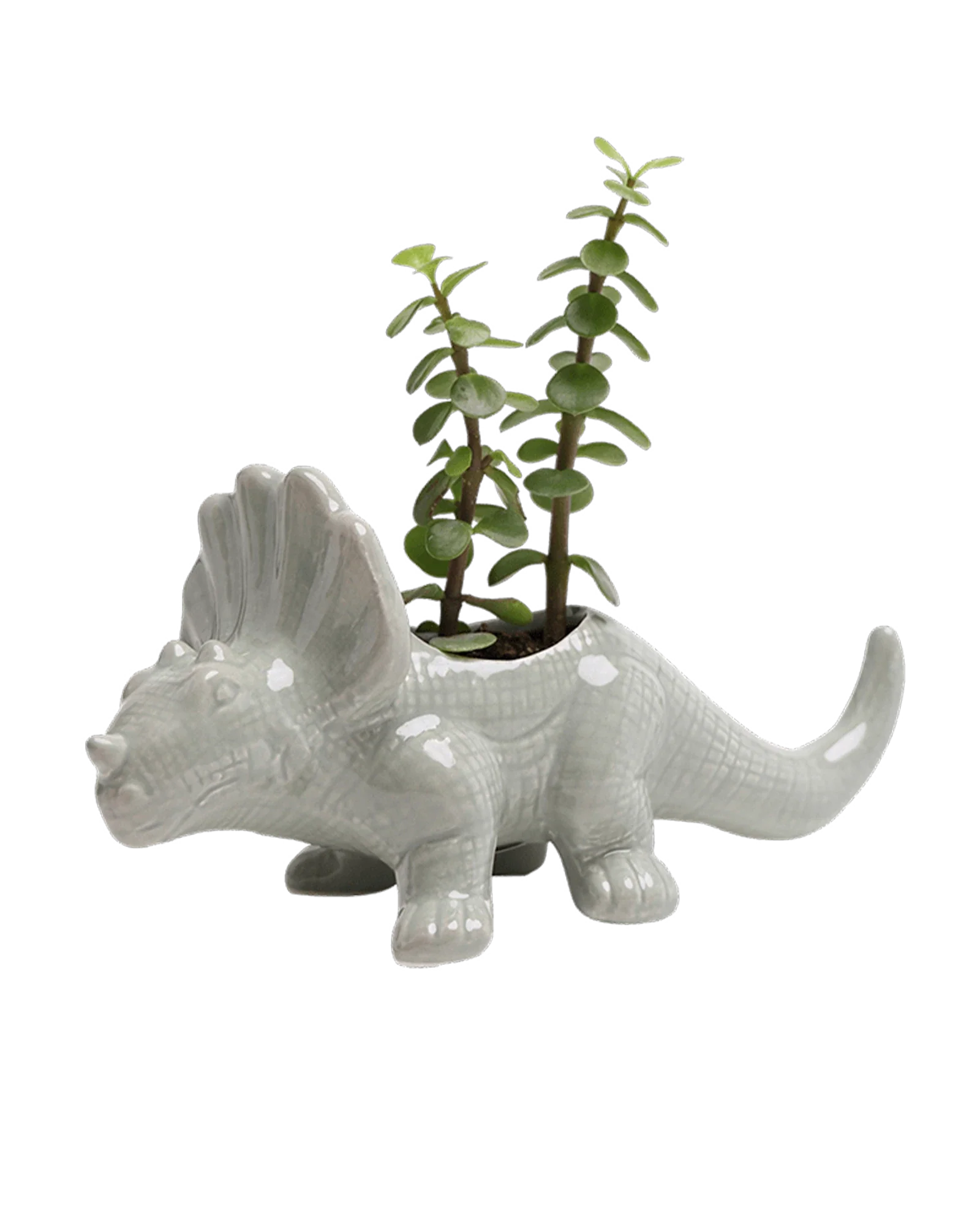 Triceratops Ceramic Indoor Plant Pot for Succulents - Image 15
