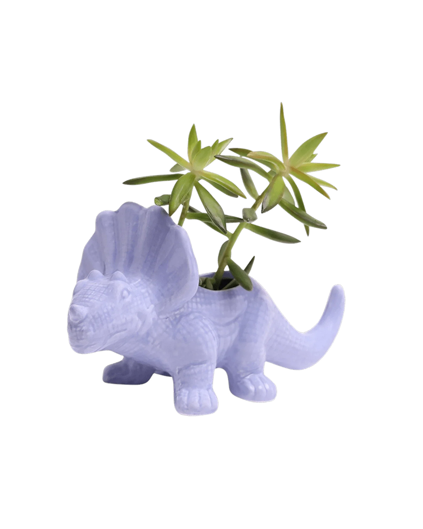 Triceratops Ceramic Indoor Plant Pot for Succulents - Image 19