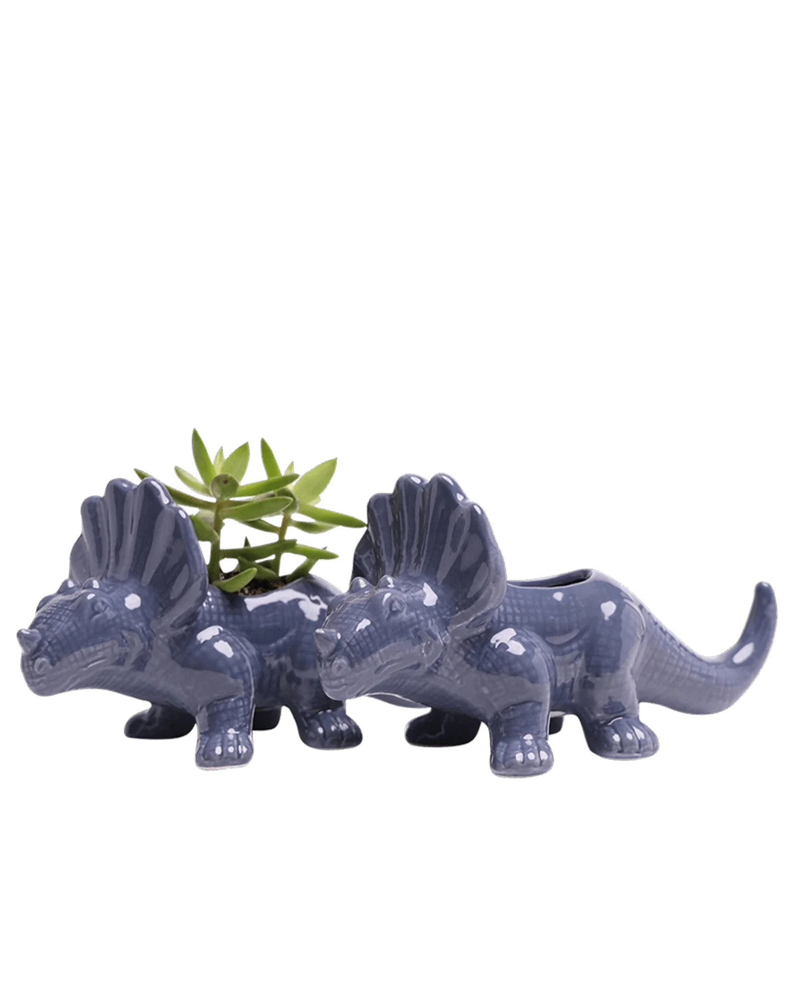 Triceratops Ceramic Indoor Plant Pot for Succulents - Image 23