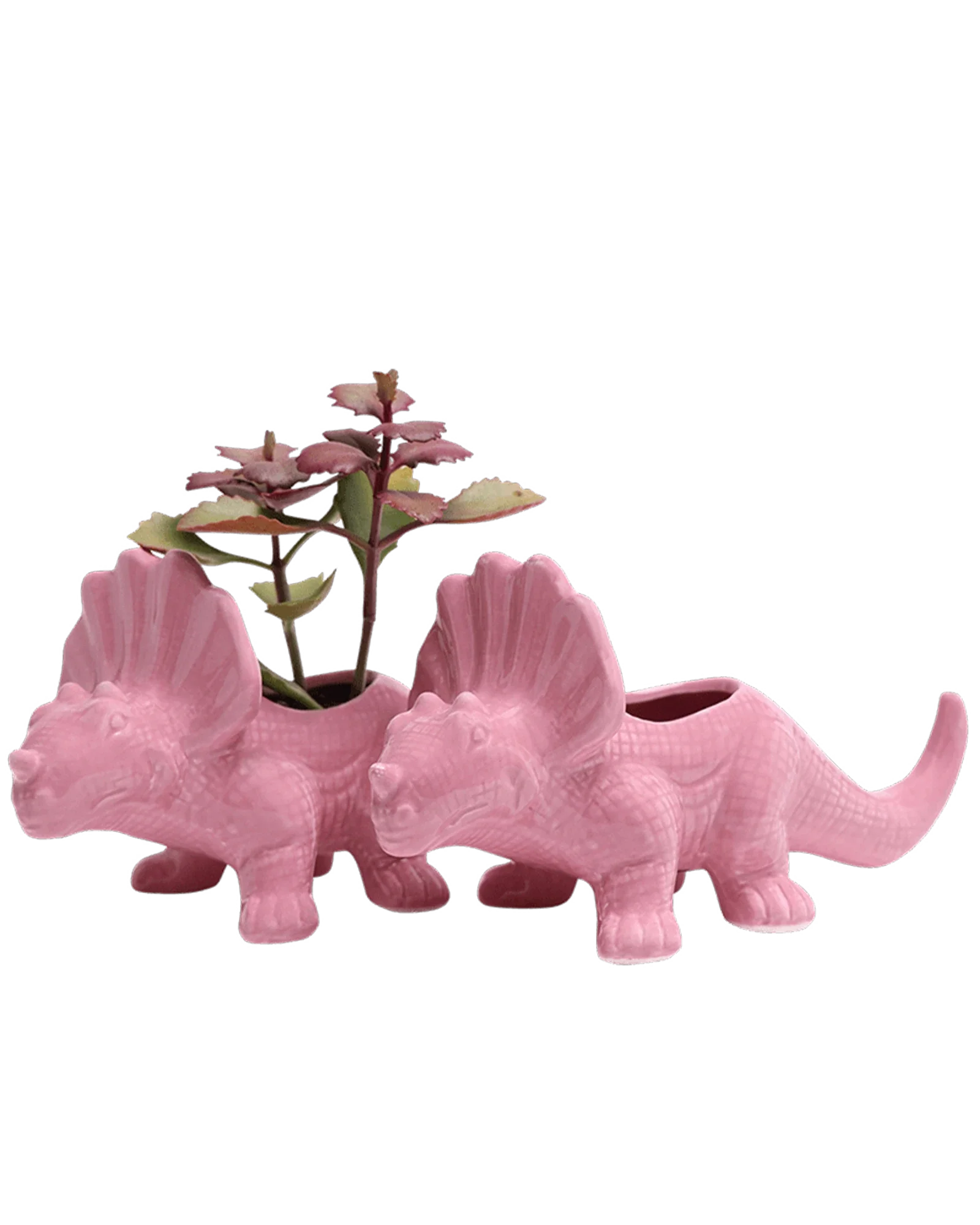 Triceratops Ceramic Indoor Plant Pot for Succulents - Image 26