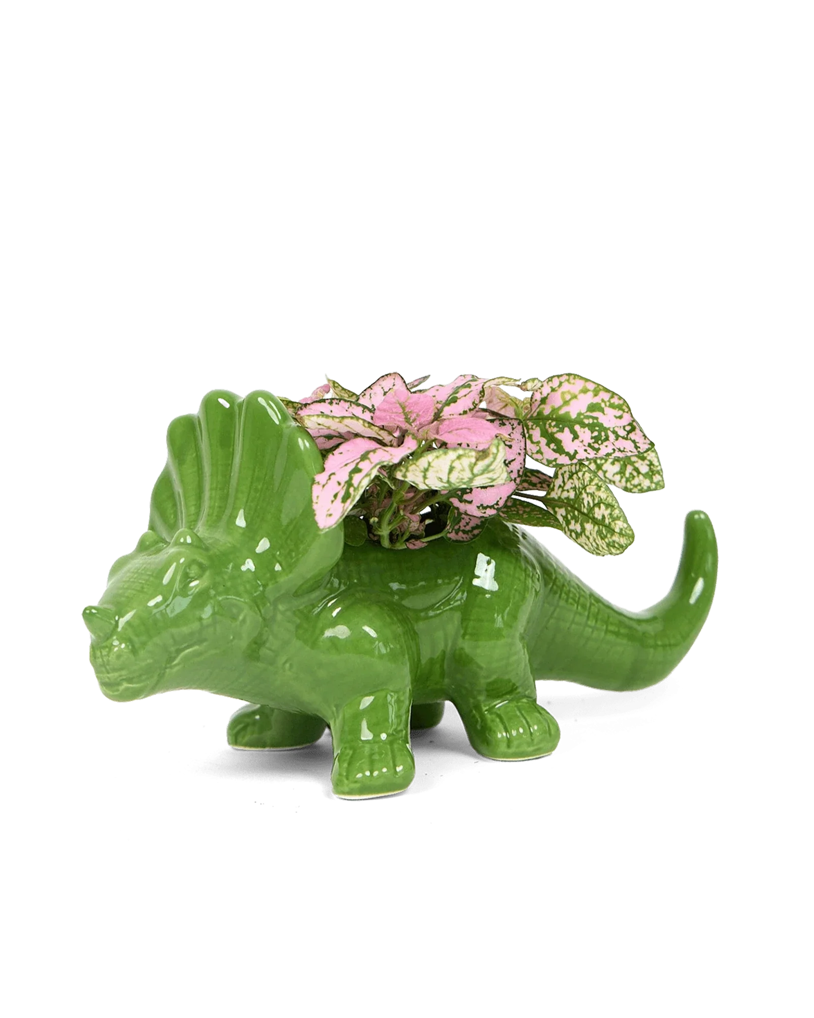 Triceratops Ceramic Indoor Plant Pot for Succulents - Image 3