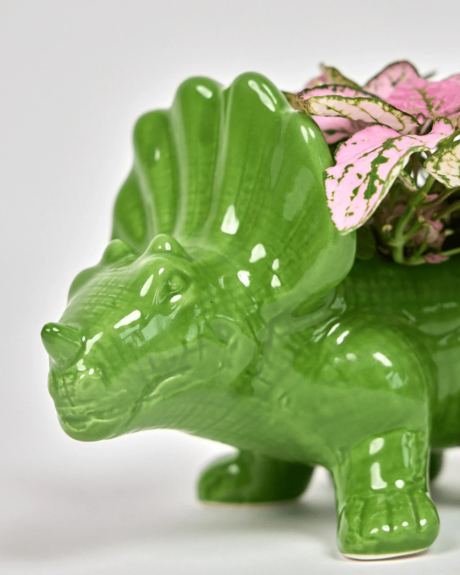 Triceratops Ceramic Indoor Plant Pot for Succulents - Image 5