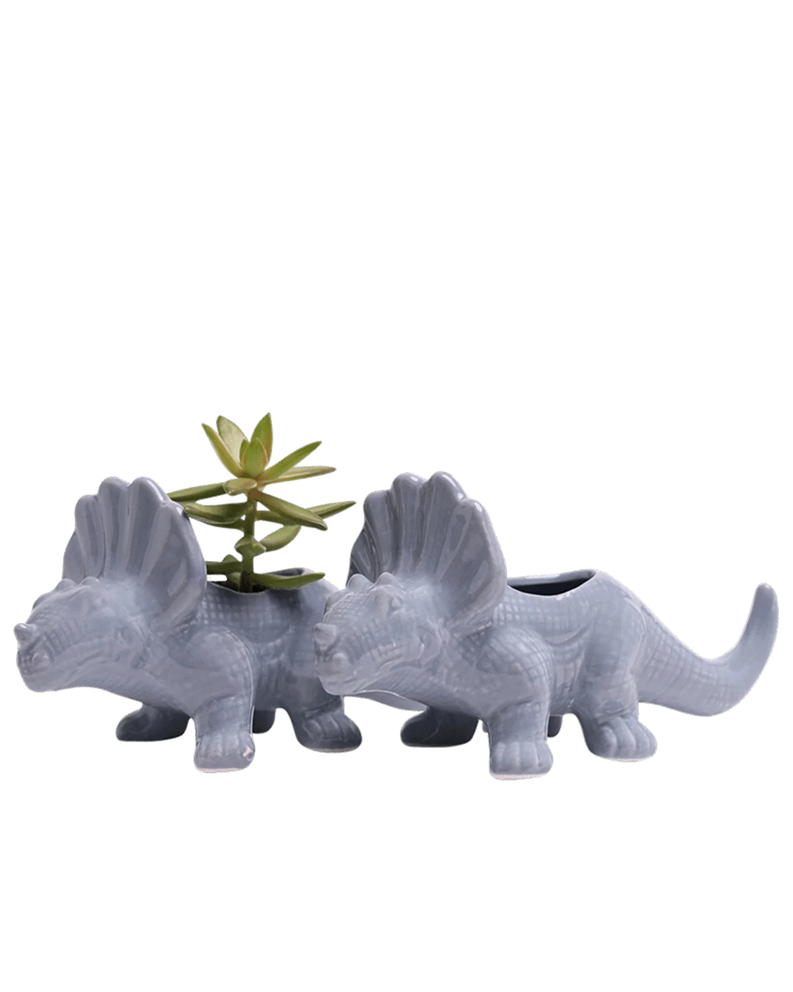 Triceratops Ceramic Indoor Plant Pot for Succulents - Image 8