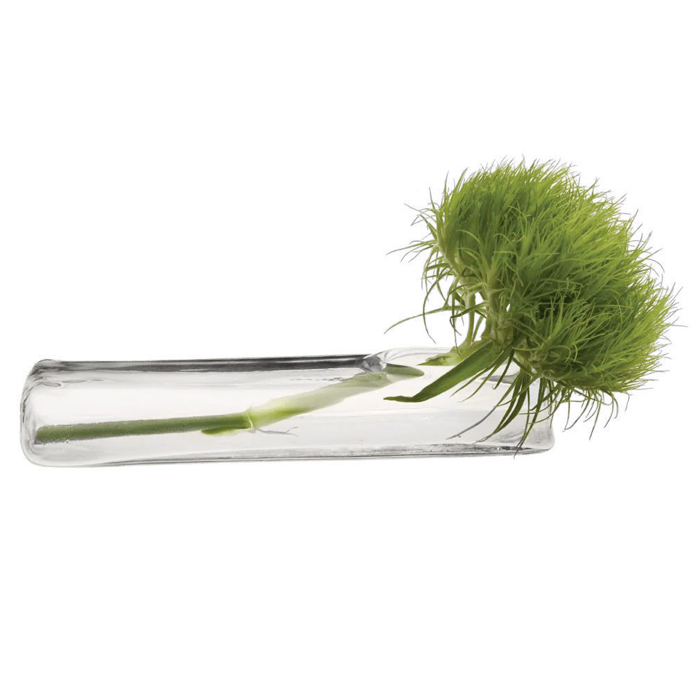 Test Tube Glass Bud Vases - Image 2