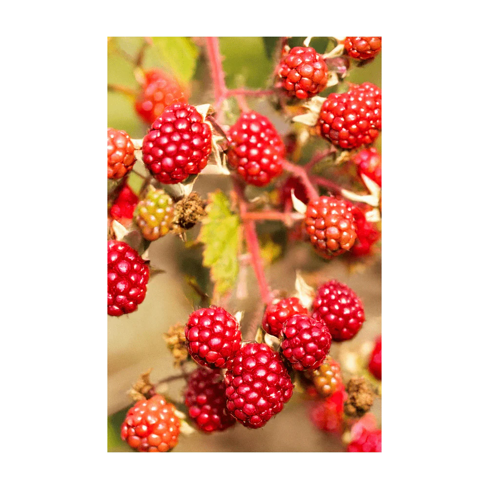 Tummelberry Fruit & Berry Seeds Packet - Image 3