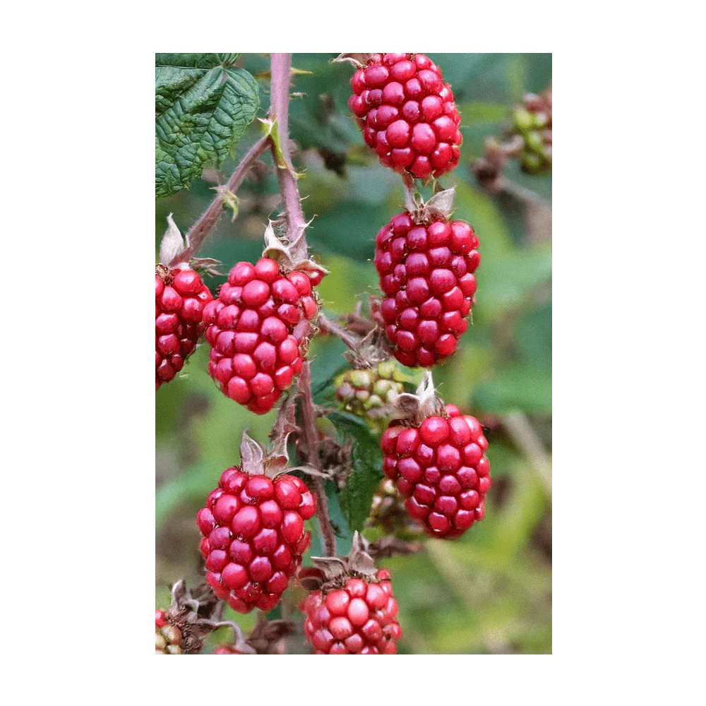 Tummelberry Fruit & Berry Seeds Packet - Image 4