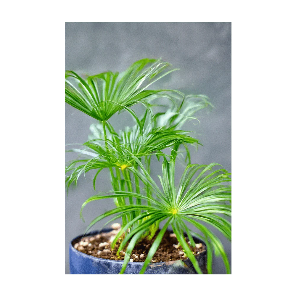Umbrella Plant Indoor Houseplant Seeds Packet - Image 3