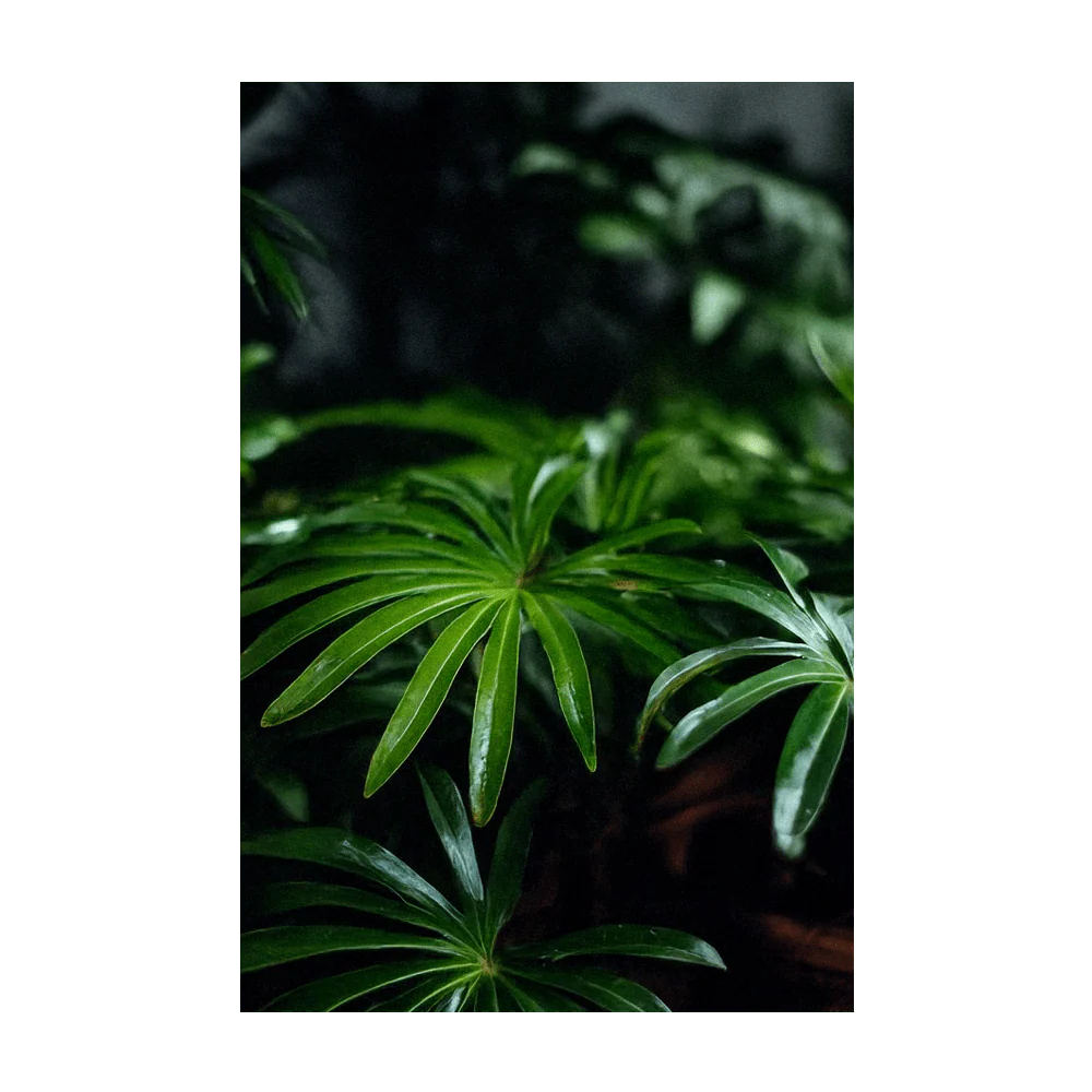 Umbrella Plant Indoor Houseplant Seeds Packet - Image 4