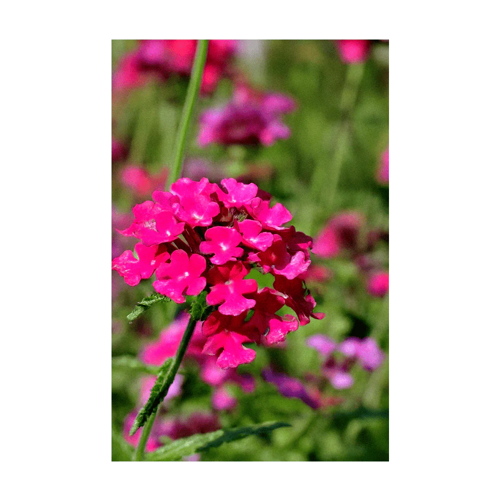 Verbena Flower Seeds Packet - Image 3