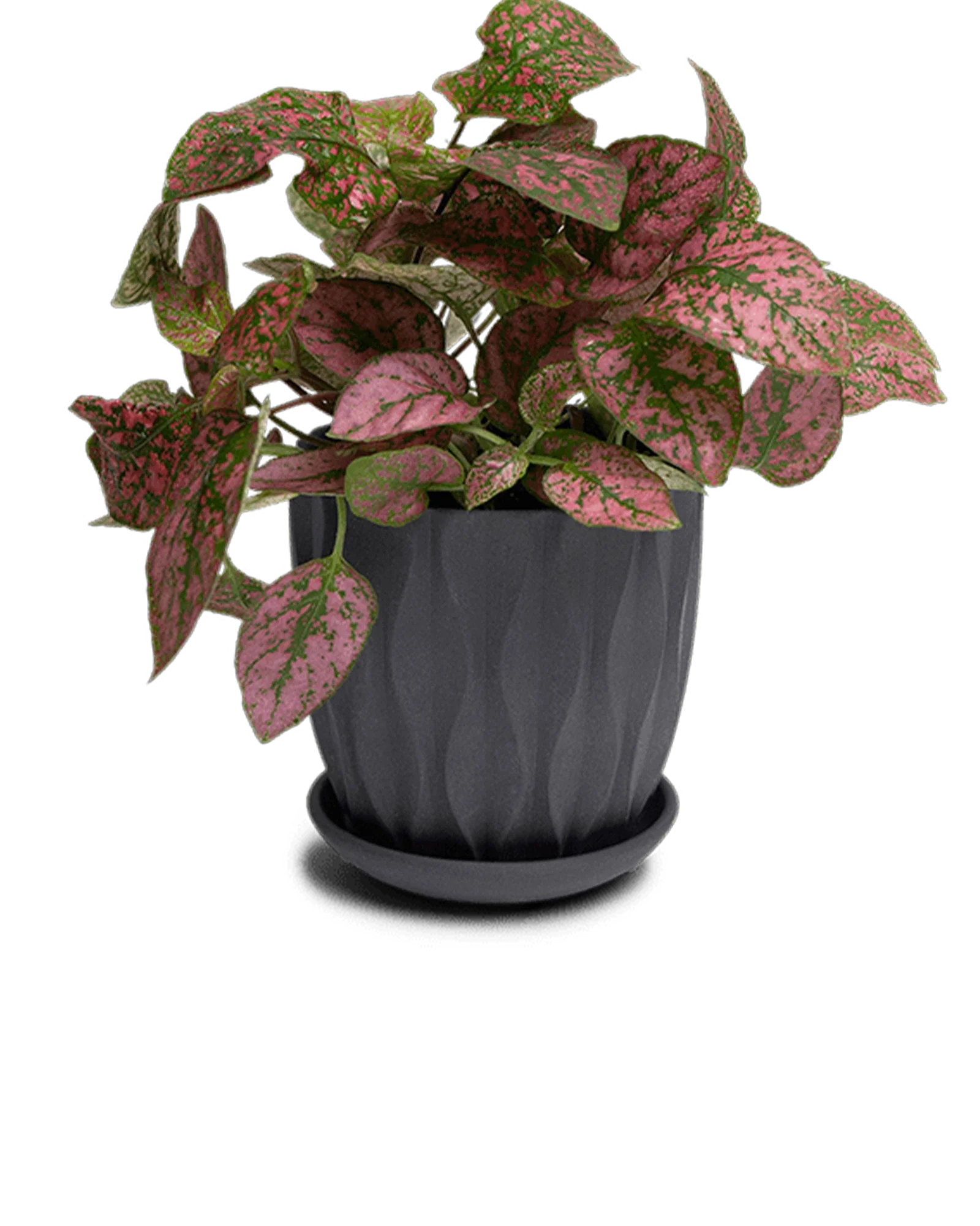 Virago Medium 5" Porcelain Plant Pot - Image 115