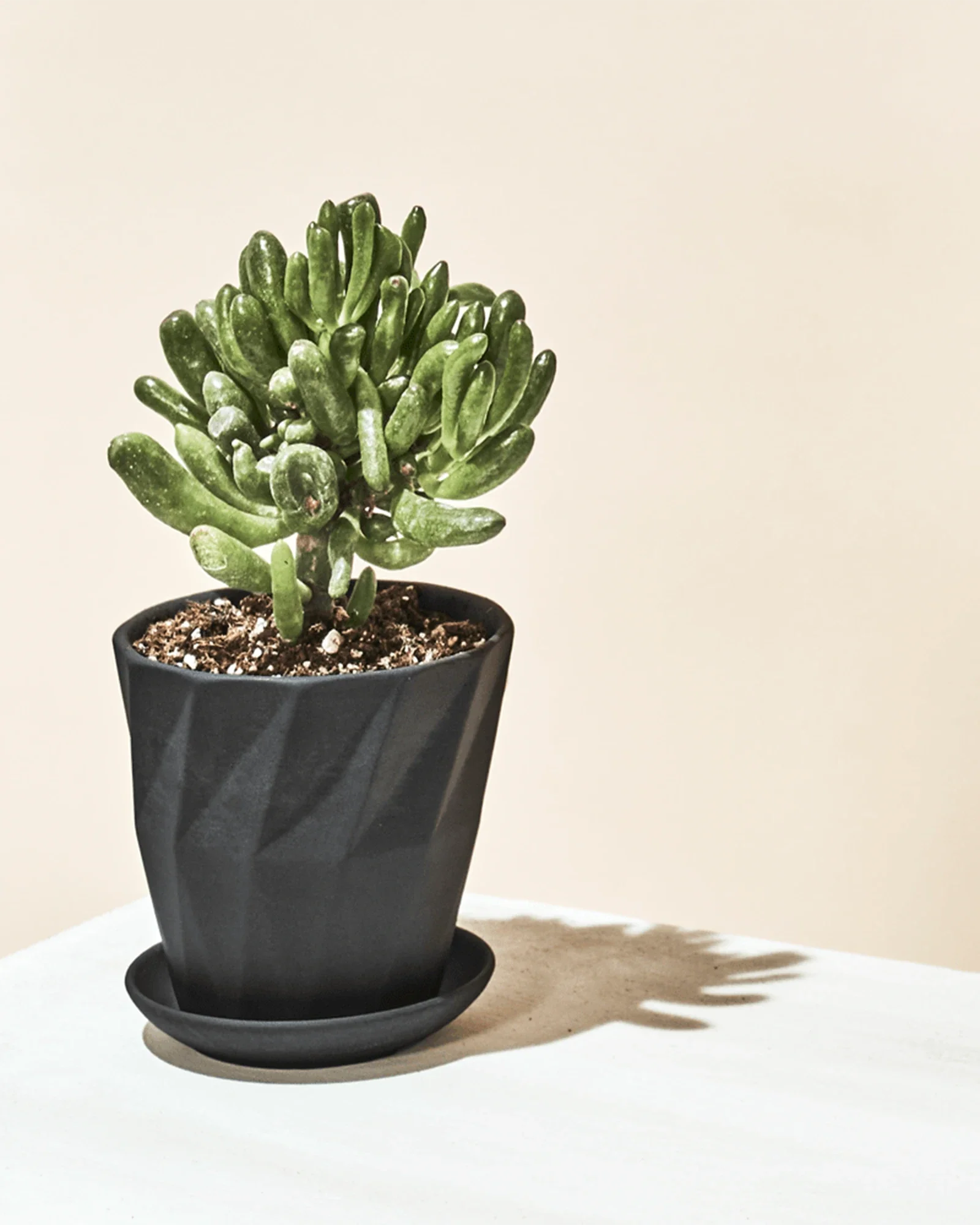 Virago Medium 5" Porcelain Plant Pot - Image 124