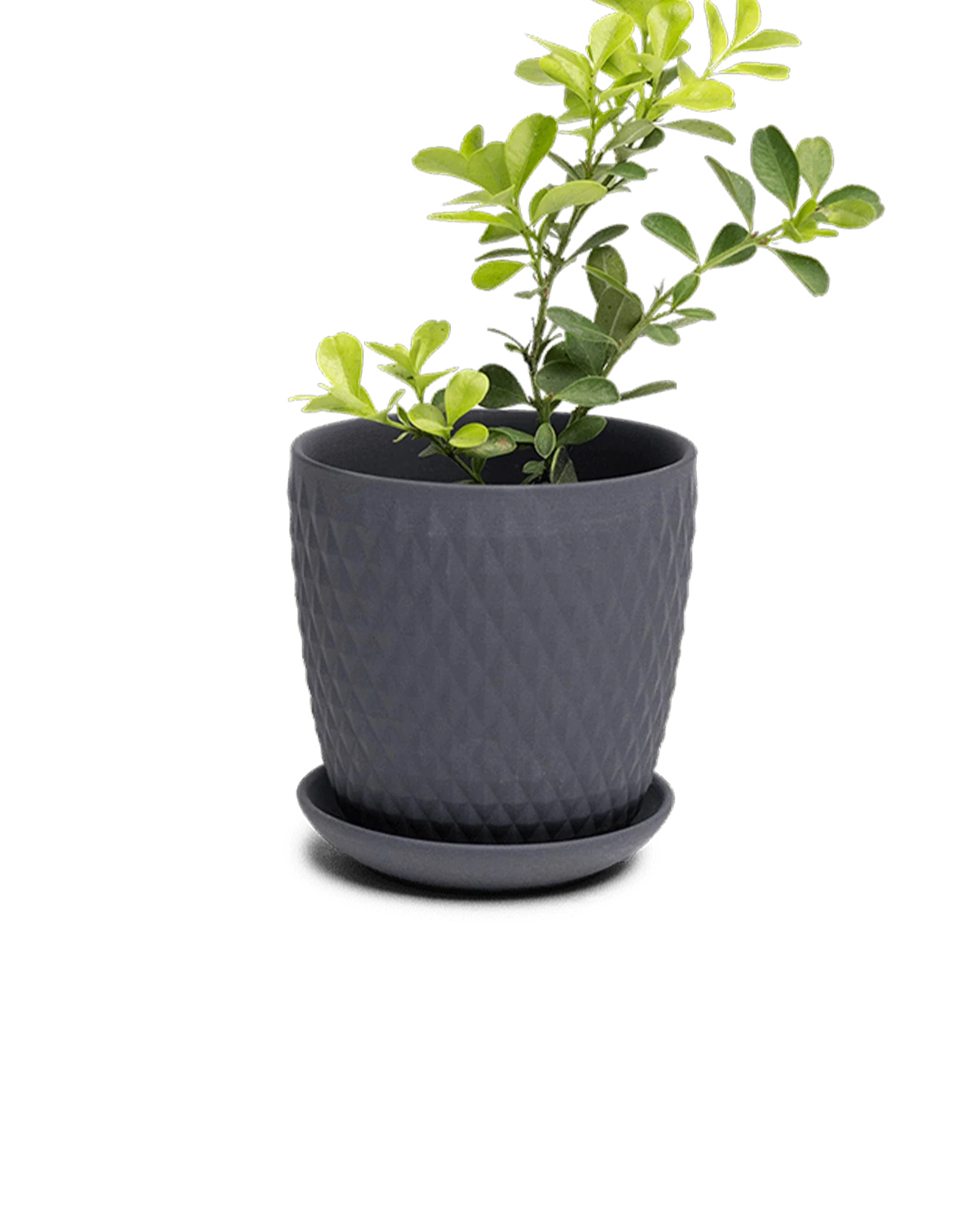 Virago Medium 5" Porcelain Plant Pot - Image 126