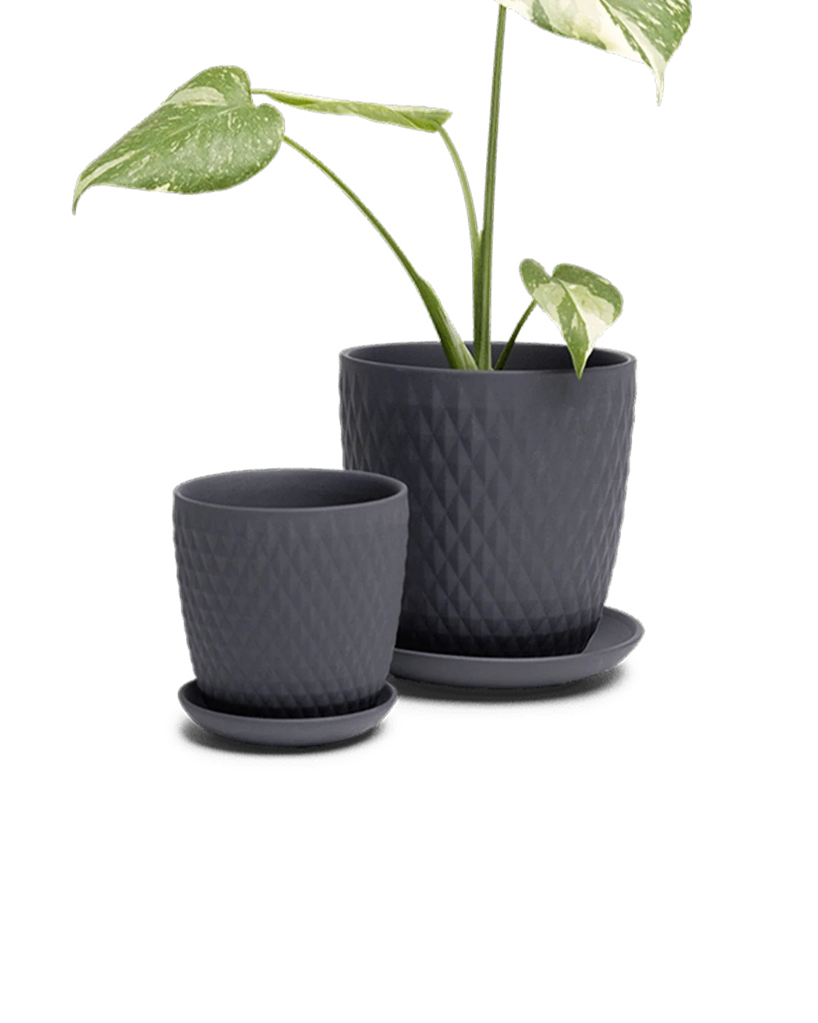 Virago Medium 5" Porcelain Plant Pot - Image 127