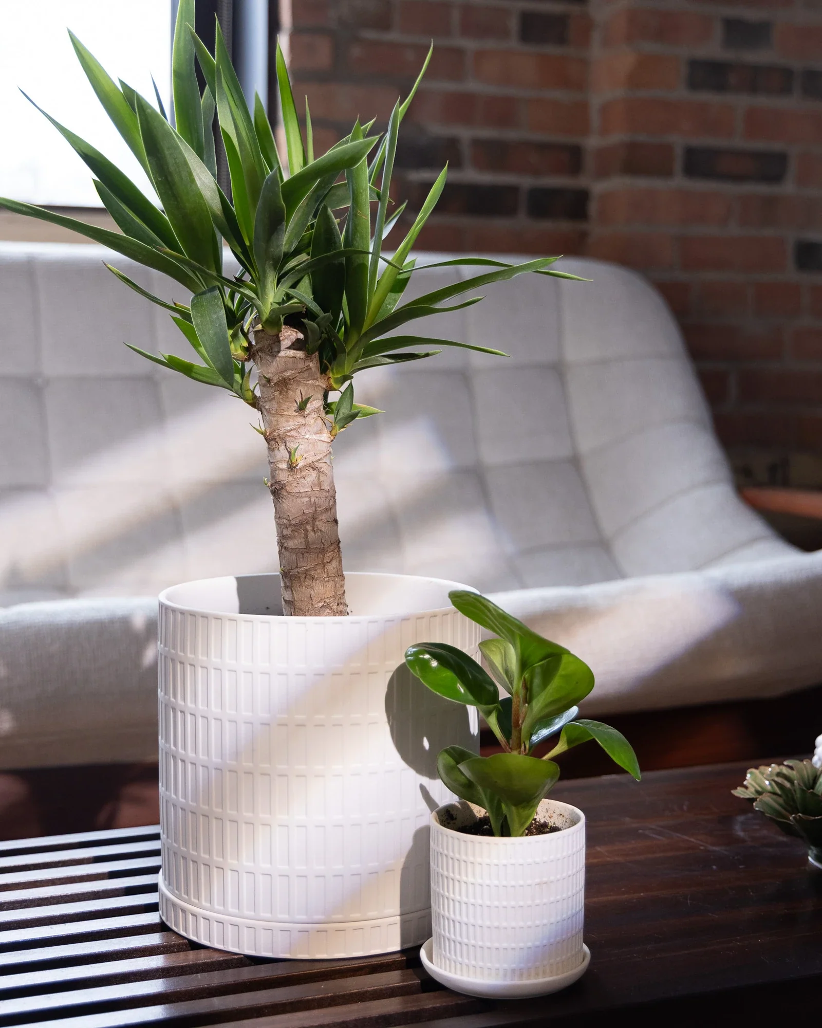 Virago Medium 5" Porcelain Plant Pot - Image 131