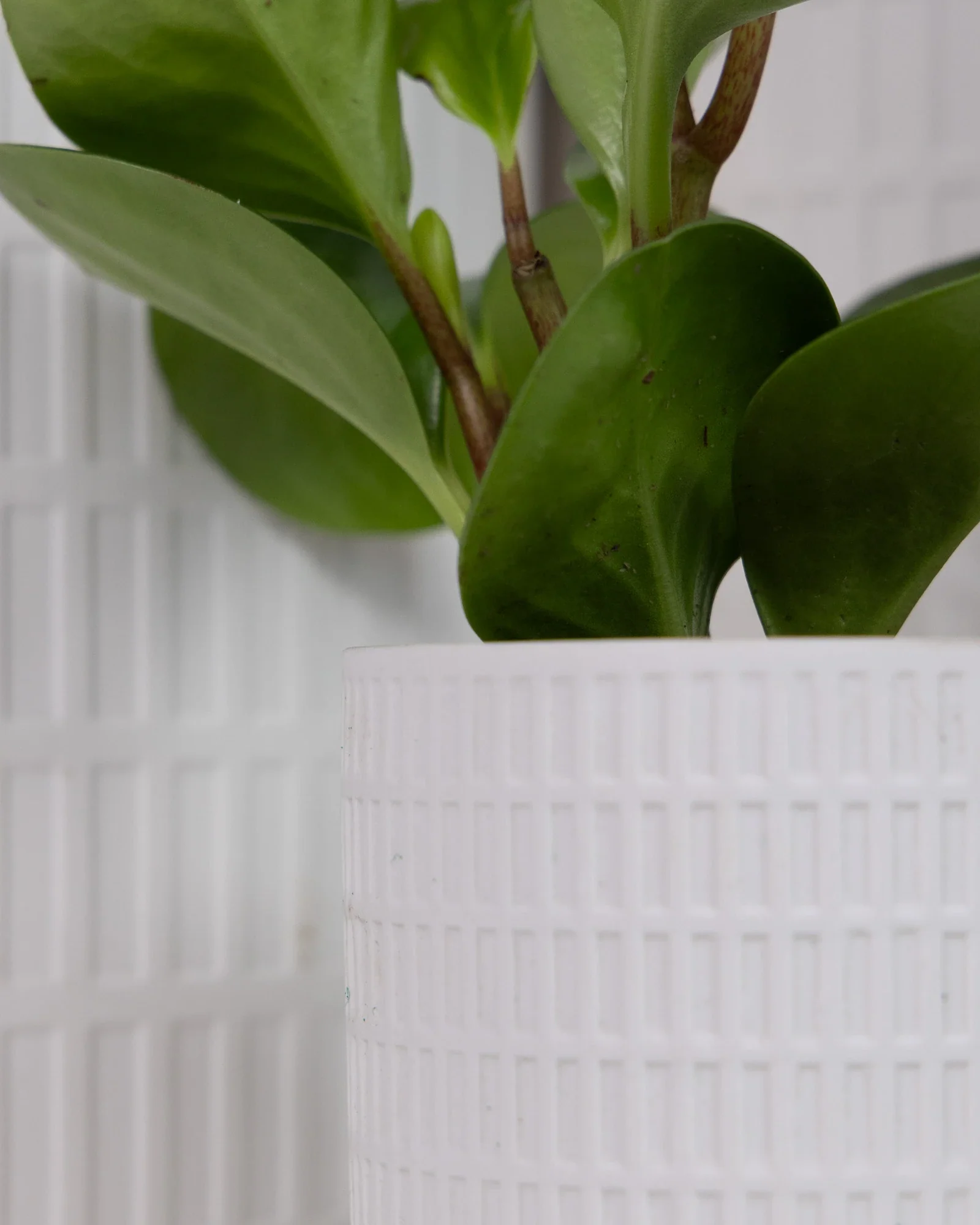 Virago Medium 5" Porcelain Plant Pot - Image 132