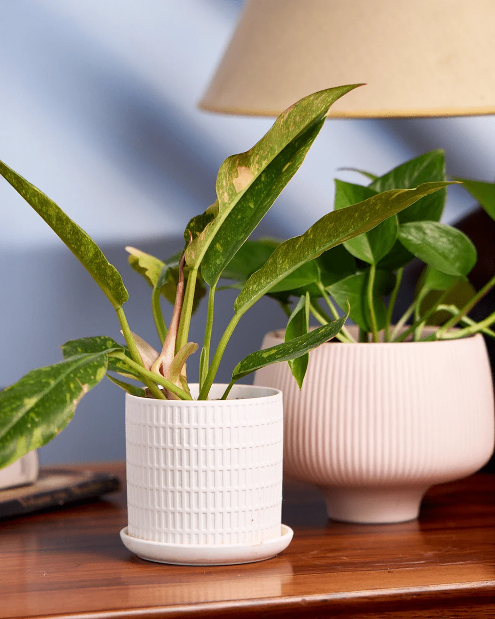 Virago Medium 5" Porcelain Plant Pot - Image 134
