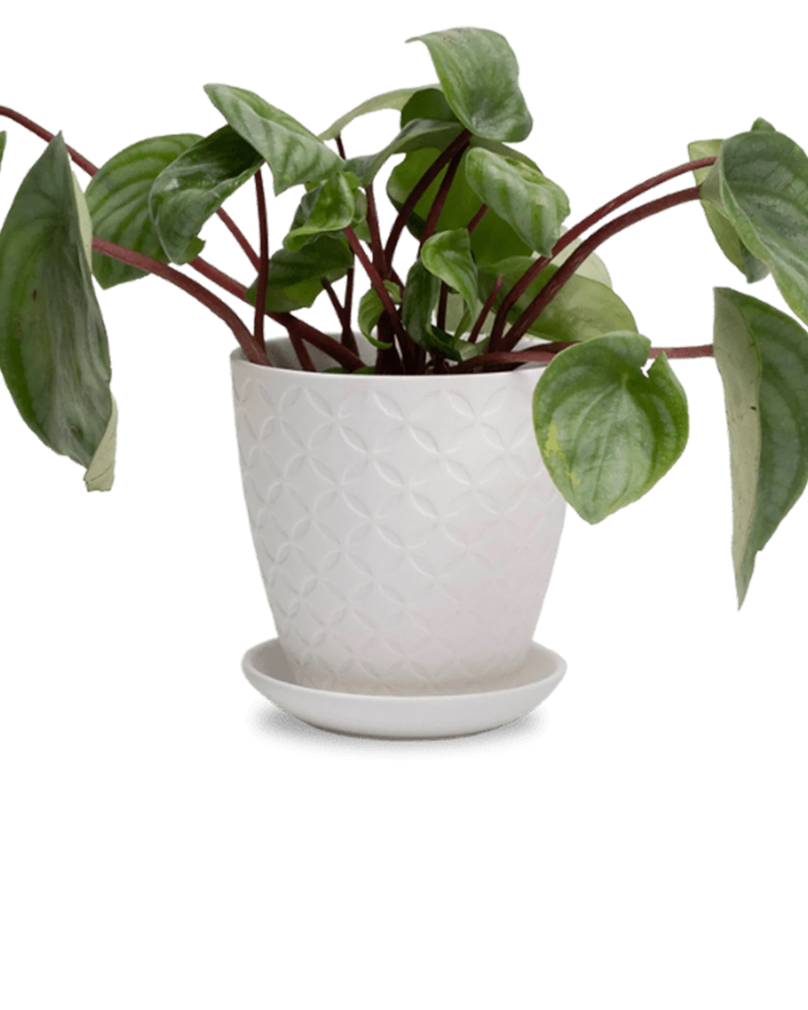 Virago Medium 5" Porcelain Plant Pot - Image 137