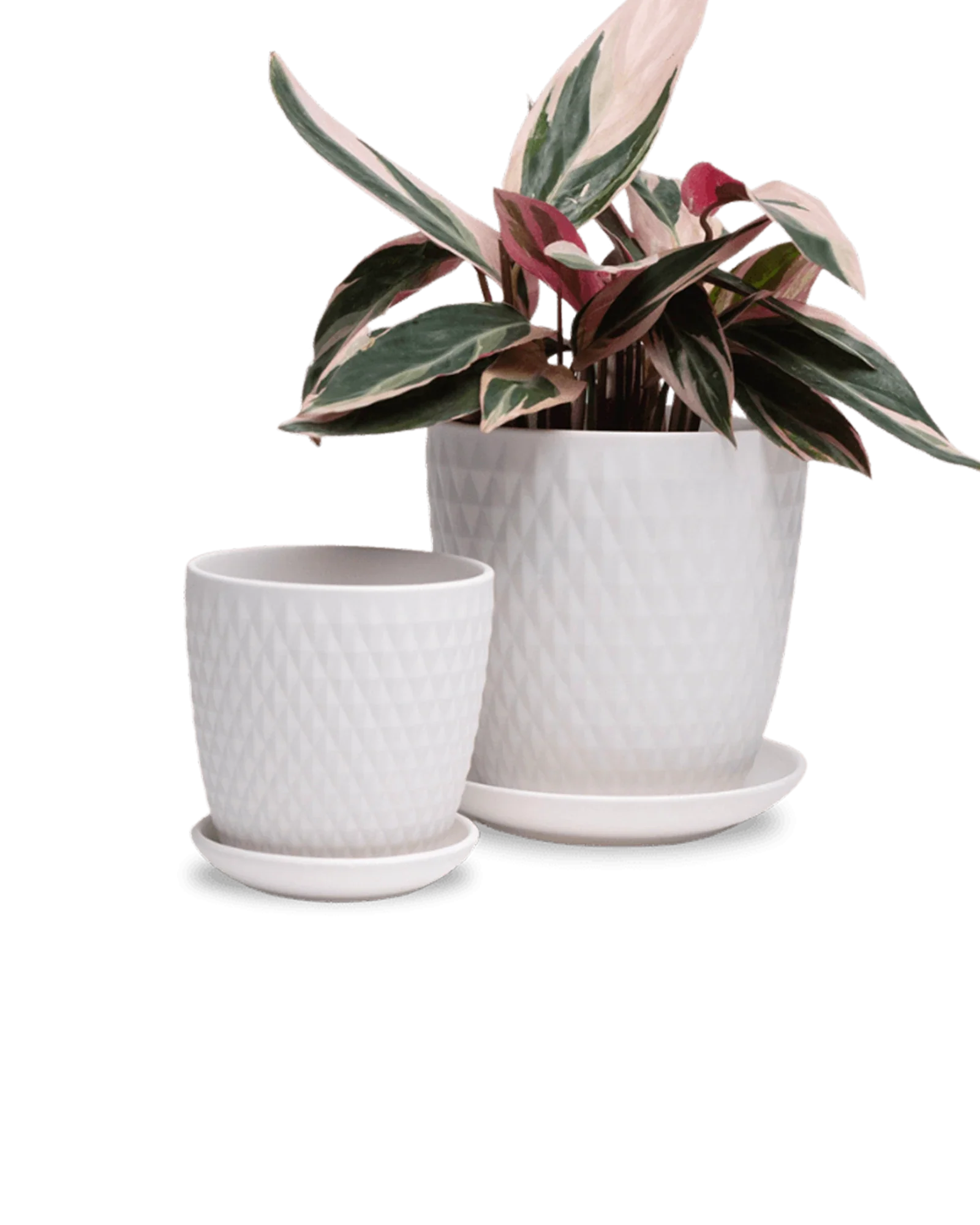 Virago Medium 5" Porcelain Plant Pot - Image 139