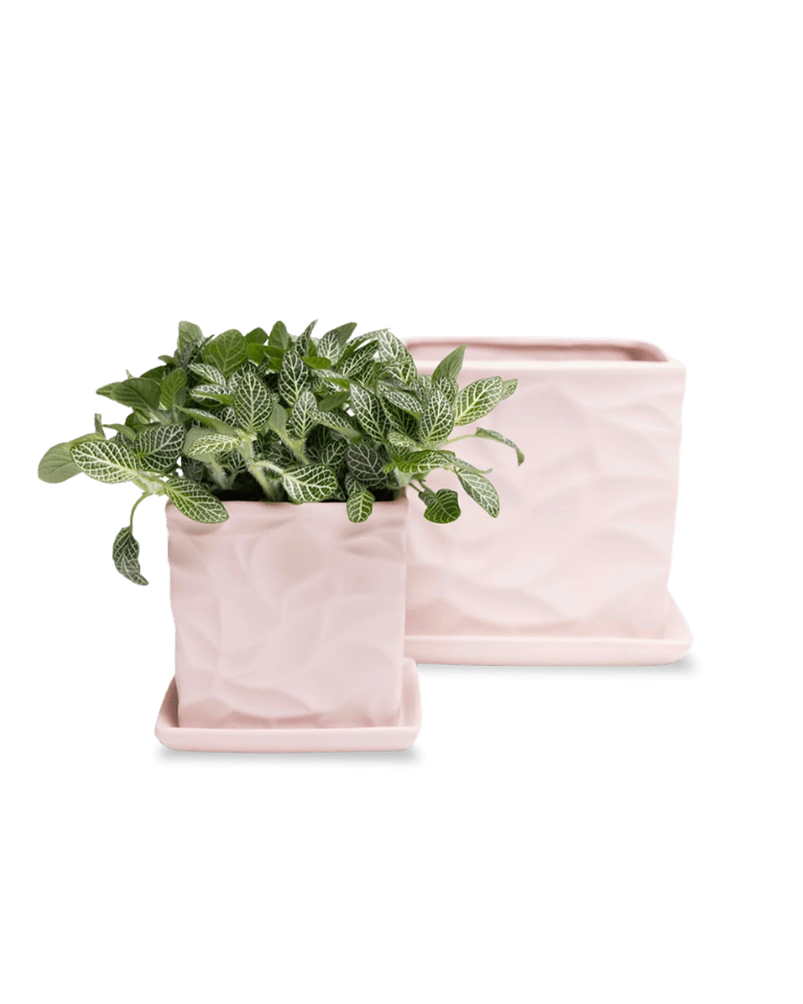 Virago Medium 5" Porcelain Plant Pot - Image 16