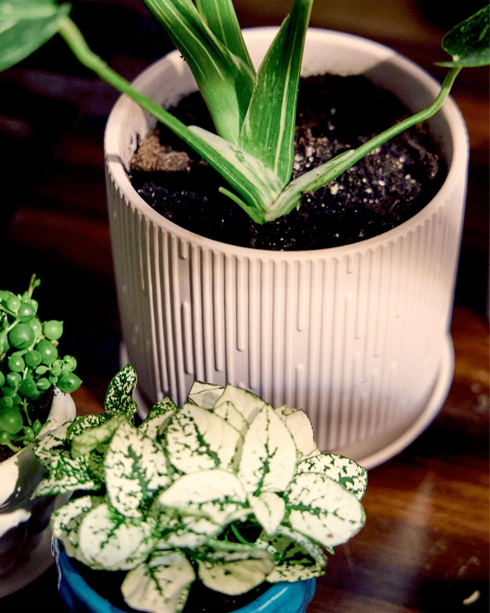 Virago Medium 5" Porcelain Plant Pot - Image 2