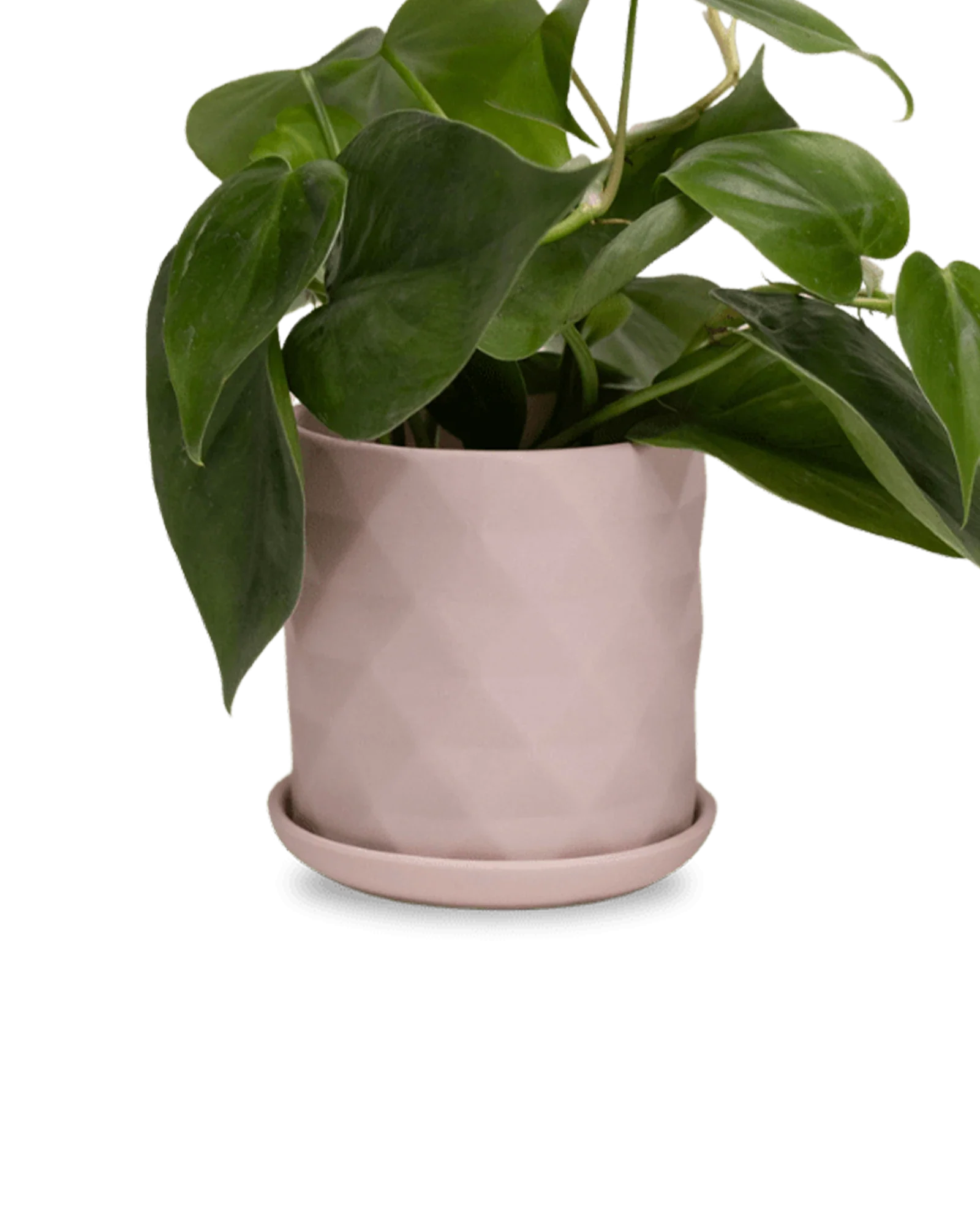 Virago Medium 5" Porcelain Plant Pot - Image 20