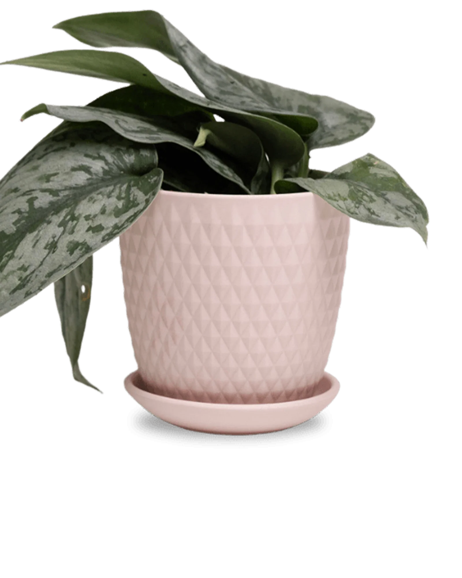 Virago Medium 5" Porcelain Plant Pot - Image 28