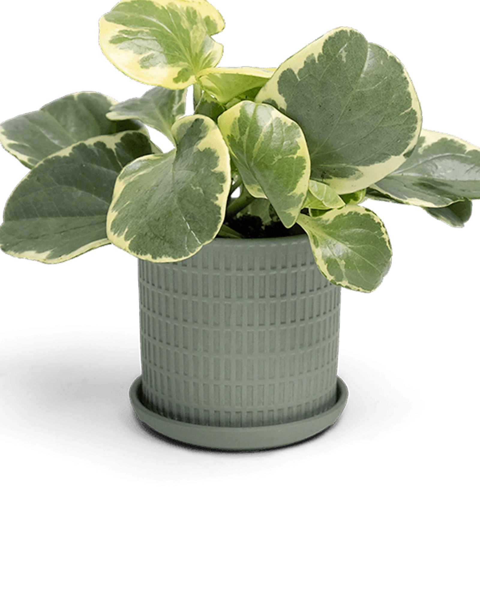 Virago Medium 5" Porcelain Plant Pot - Image 32