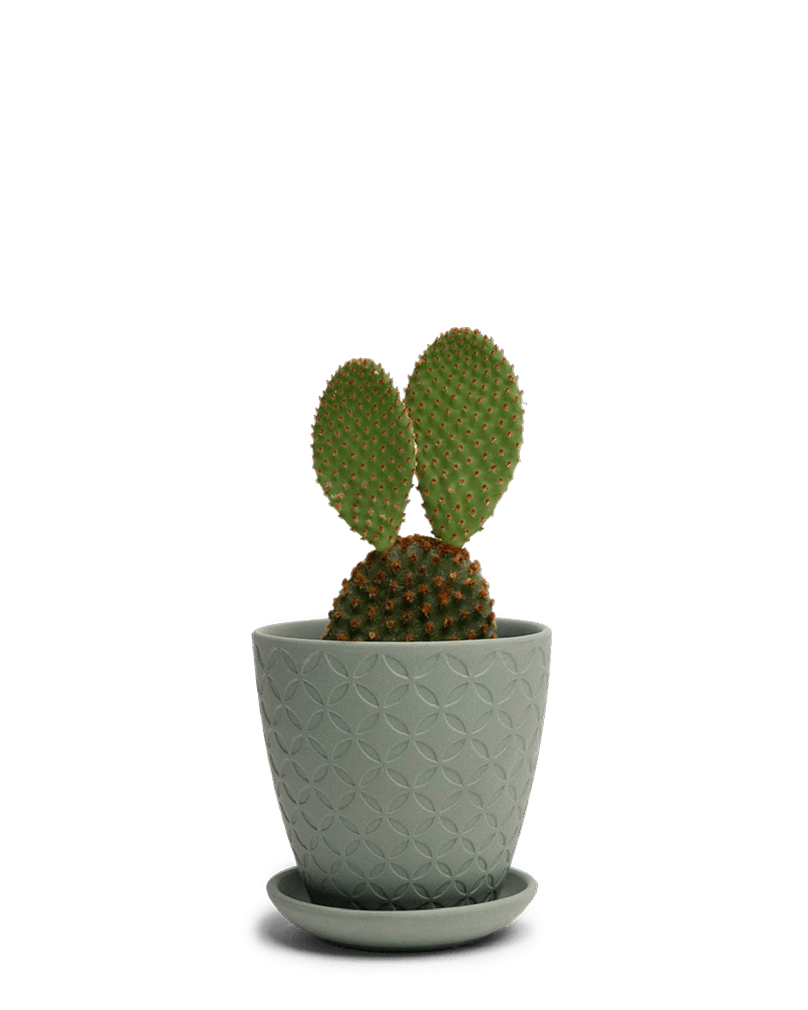 Virago Medium 5" Porcelain Plant Pot - Image 34