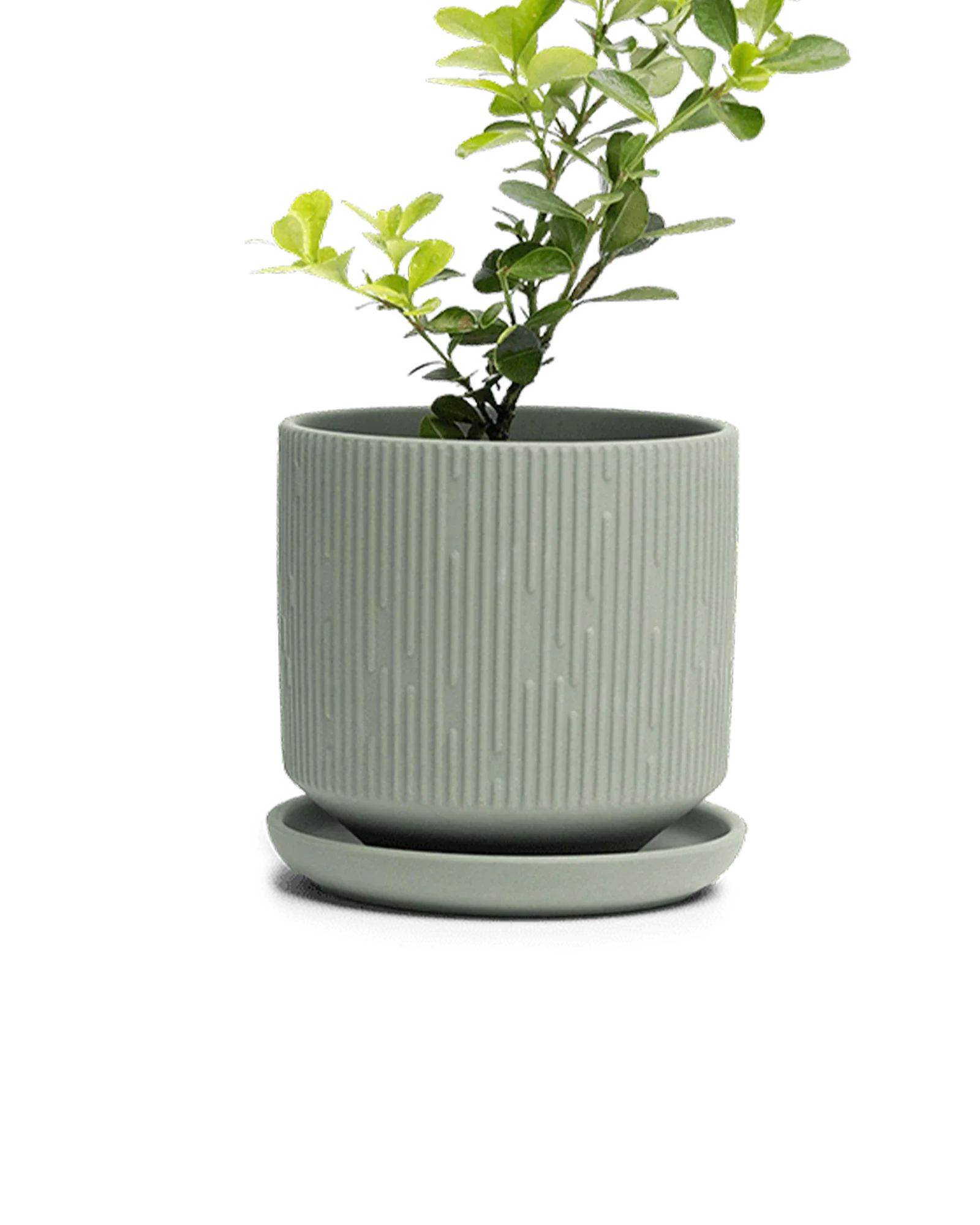 Virago Medium 5" Porcelain Plant Pot - Image 36