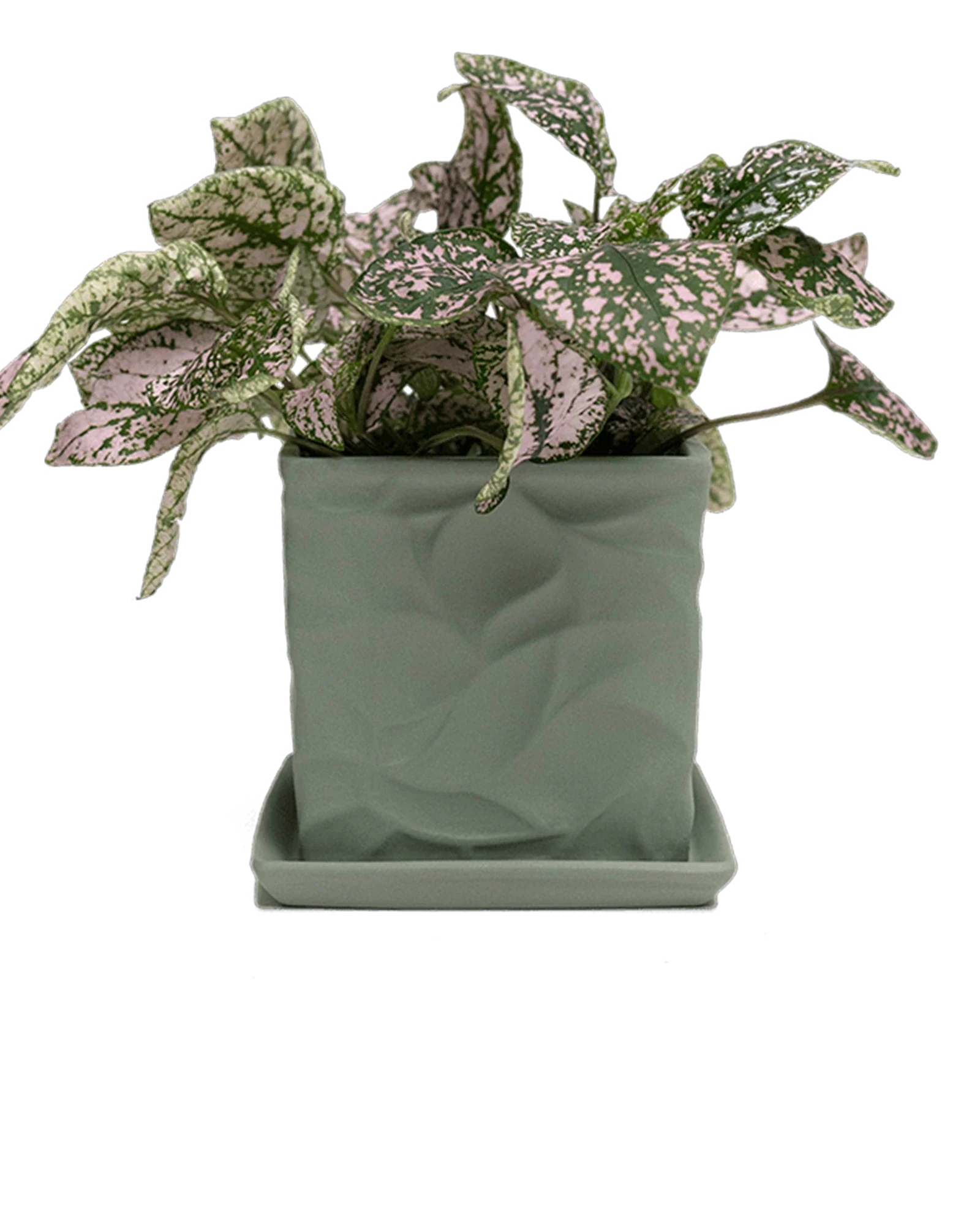 Virago Medium 5" Porcelain Plant Pot - Image 38
