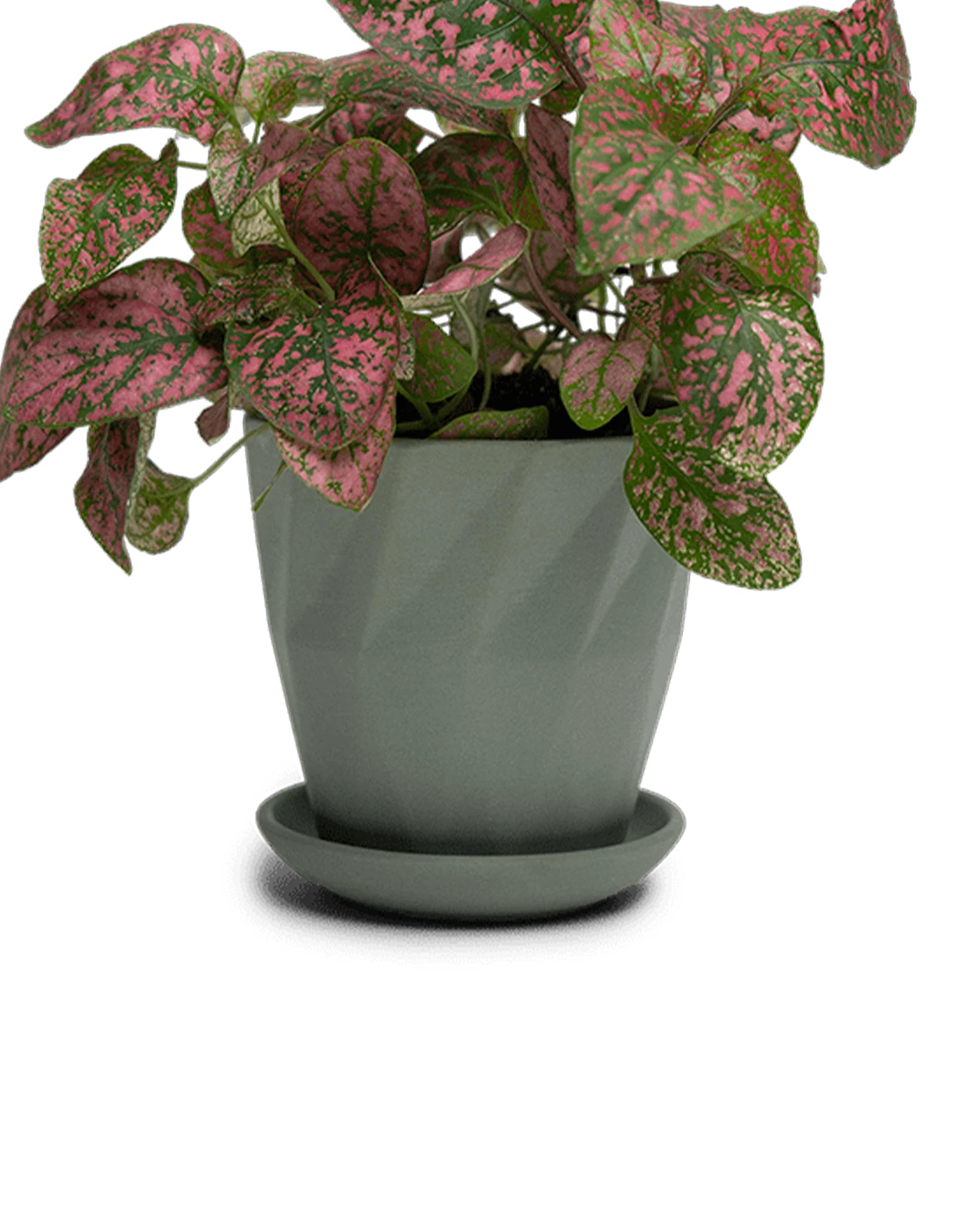 Virago Medium 5" Porcelain Plant Pot - Image 44