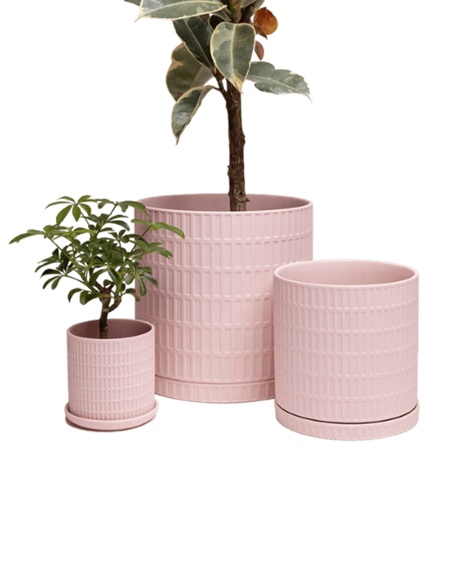 Virago Medium 5" Porcelain Plant Pot - Image 5