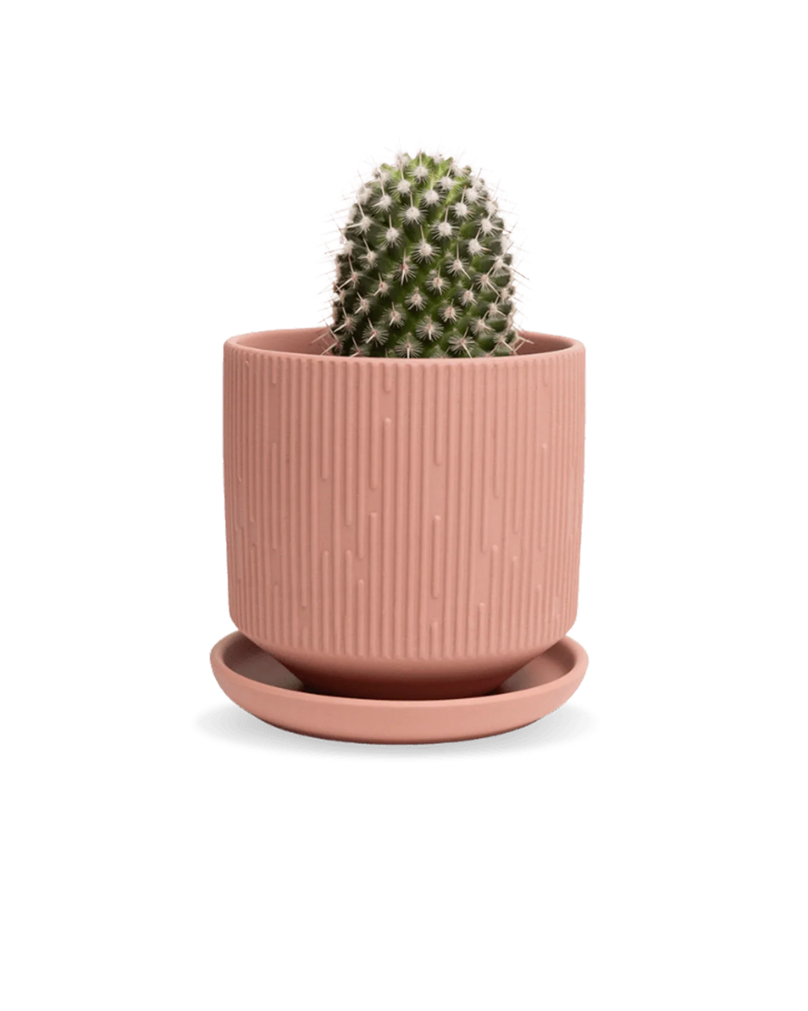Virago Medium 5" Porcelain Plant Pot - Image 52