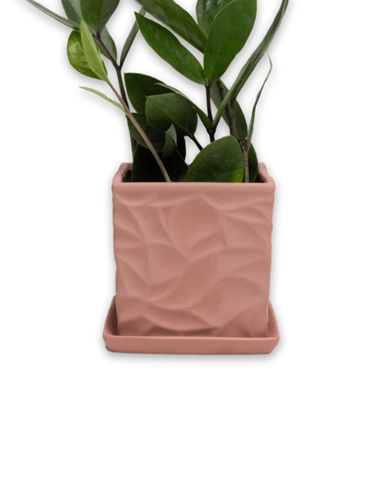 Virago Medium 5" Porcelain Plant Pot - Image 55