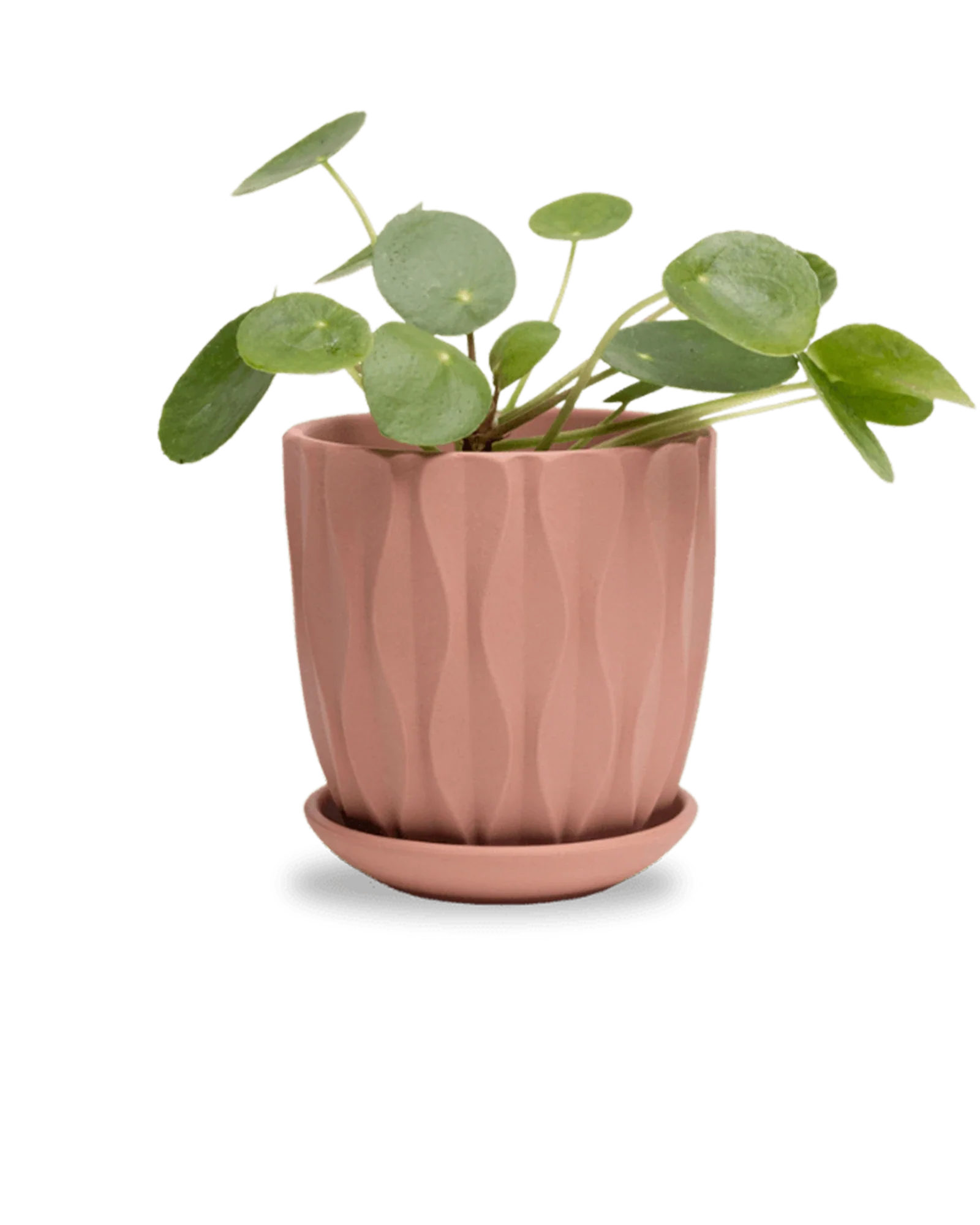 Virago Medium 5" Porcelain Plant Pot - Image 57