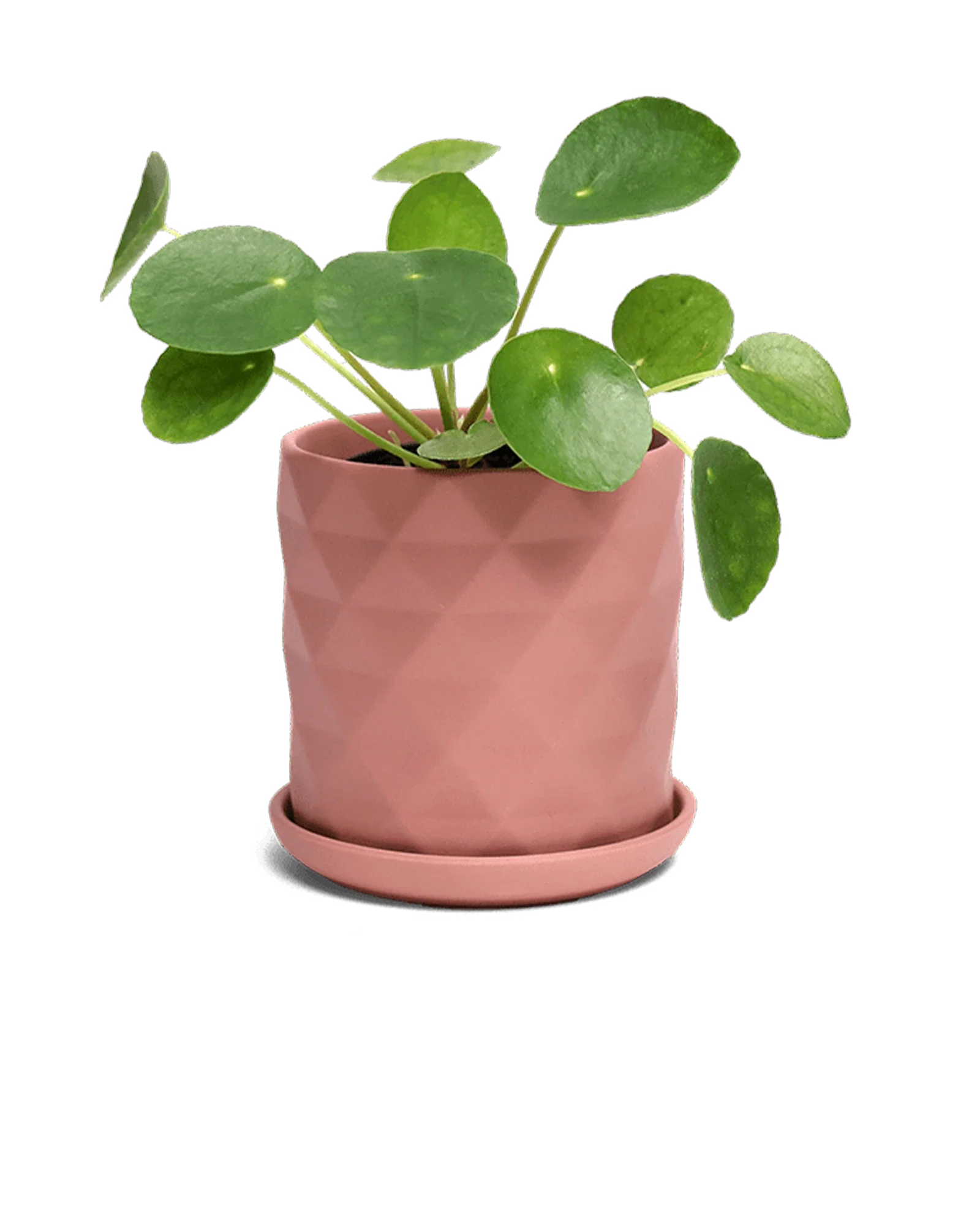 Virago Medium 5" Porcelain Plant Pot - Image 60