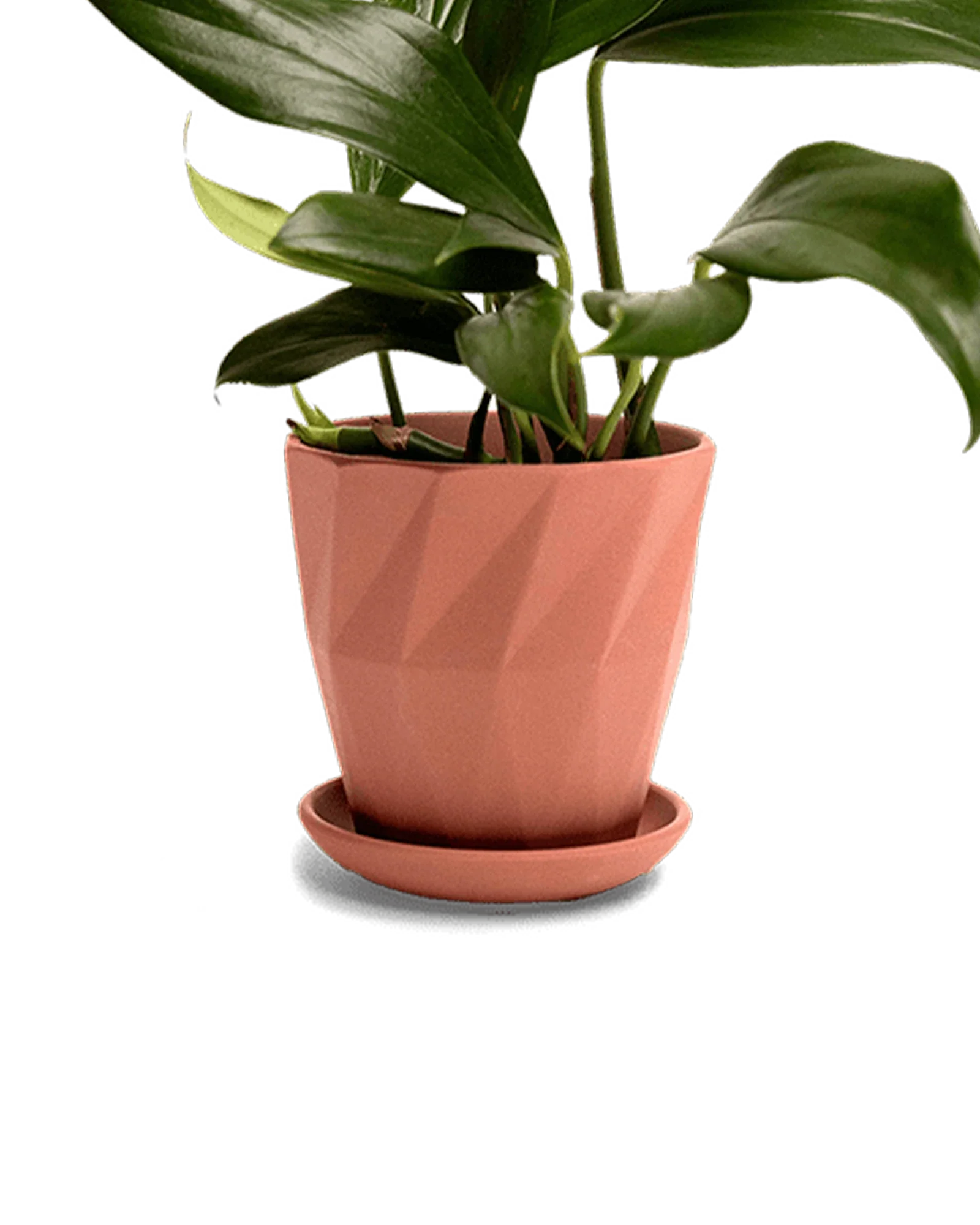 Virago Medium 5" Porcelain Plant Pot - Image 63