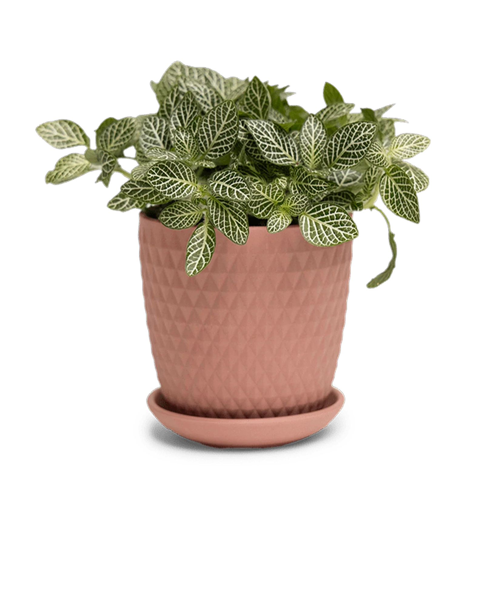 Virago Medium 5" Porcelain Plant Pot - Image 66
