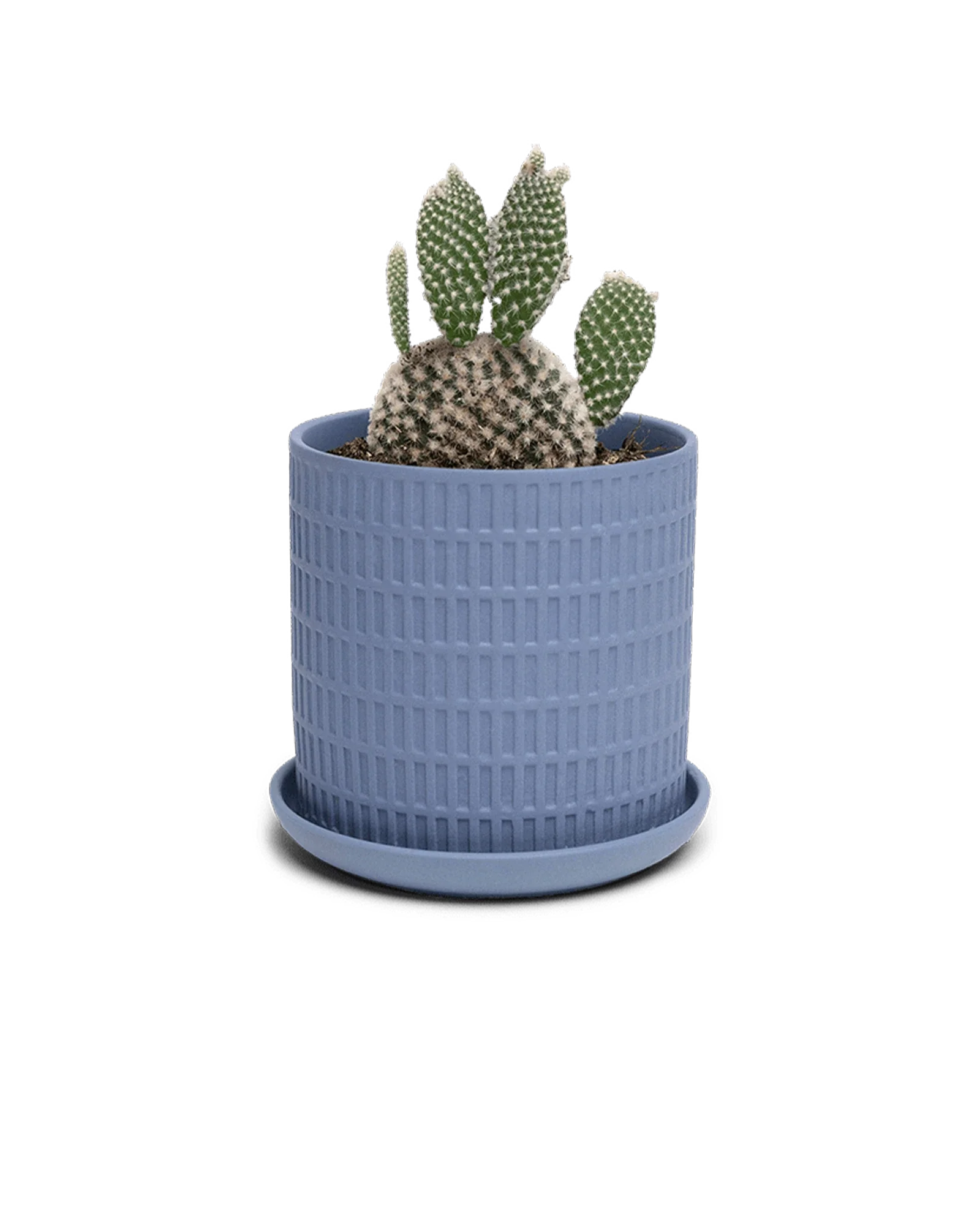 Virago Medium 5" Porcelain Plant Pot - Image 70