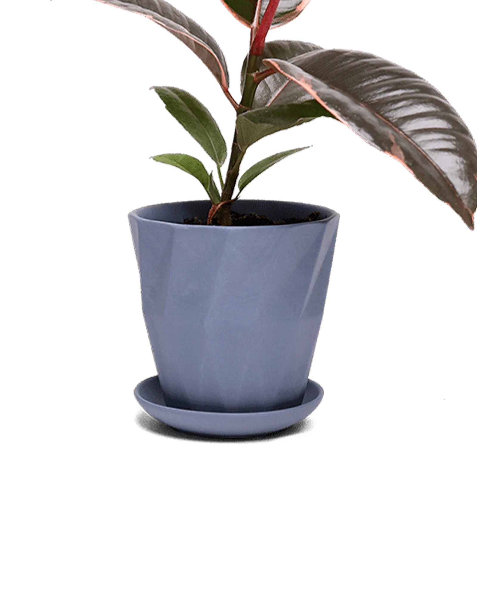 Virago Medium 5" Porcelain Plant Pot - Image 91